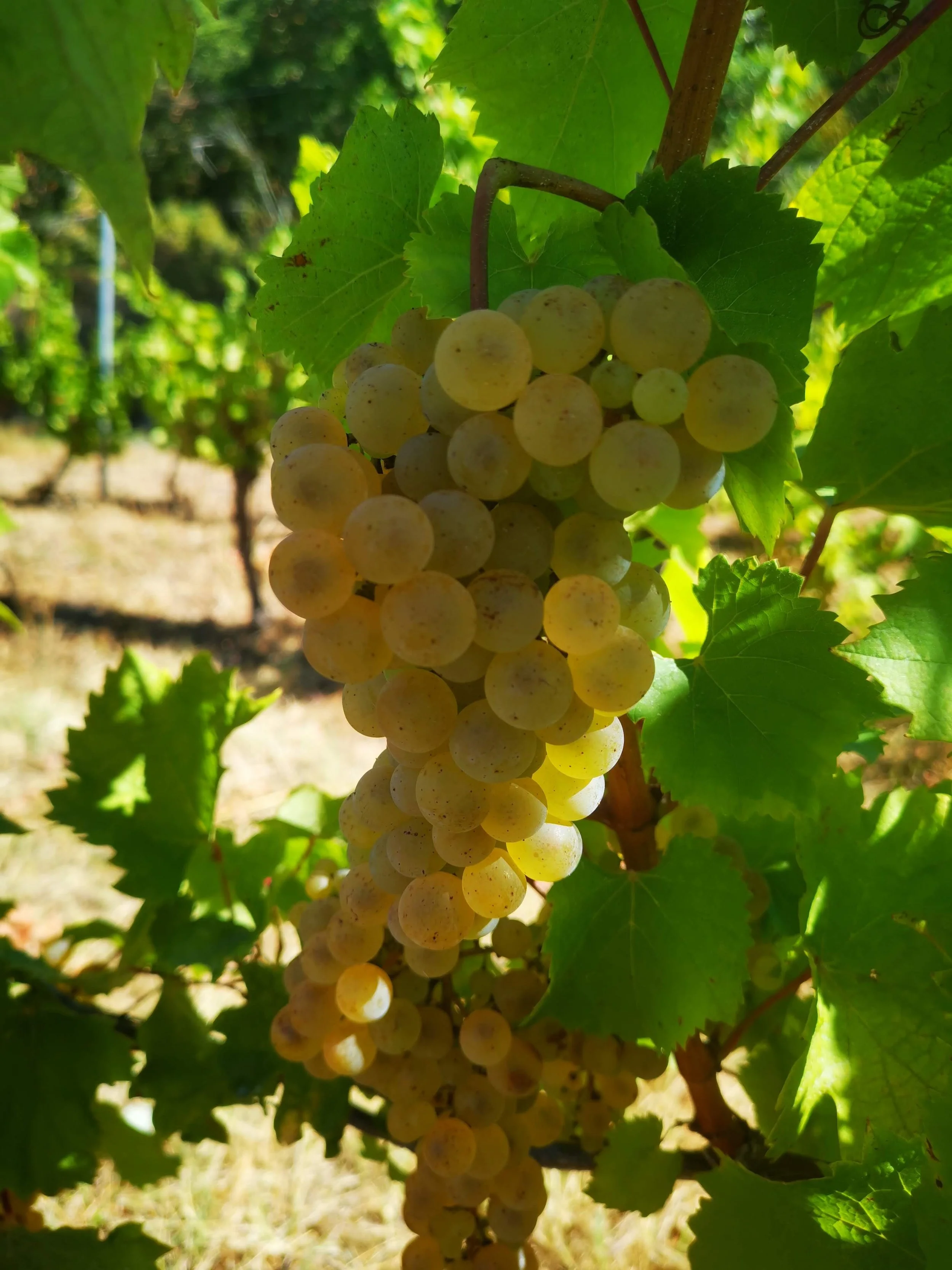 grappe de raisin blanc suspendue à la vigne avec des feuilles vertes