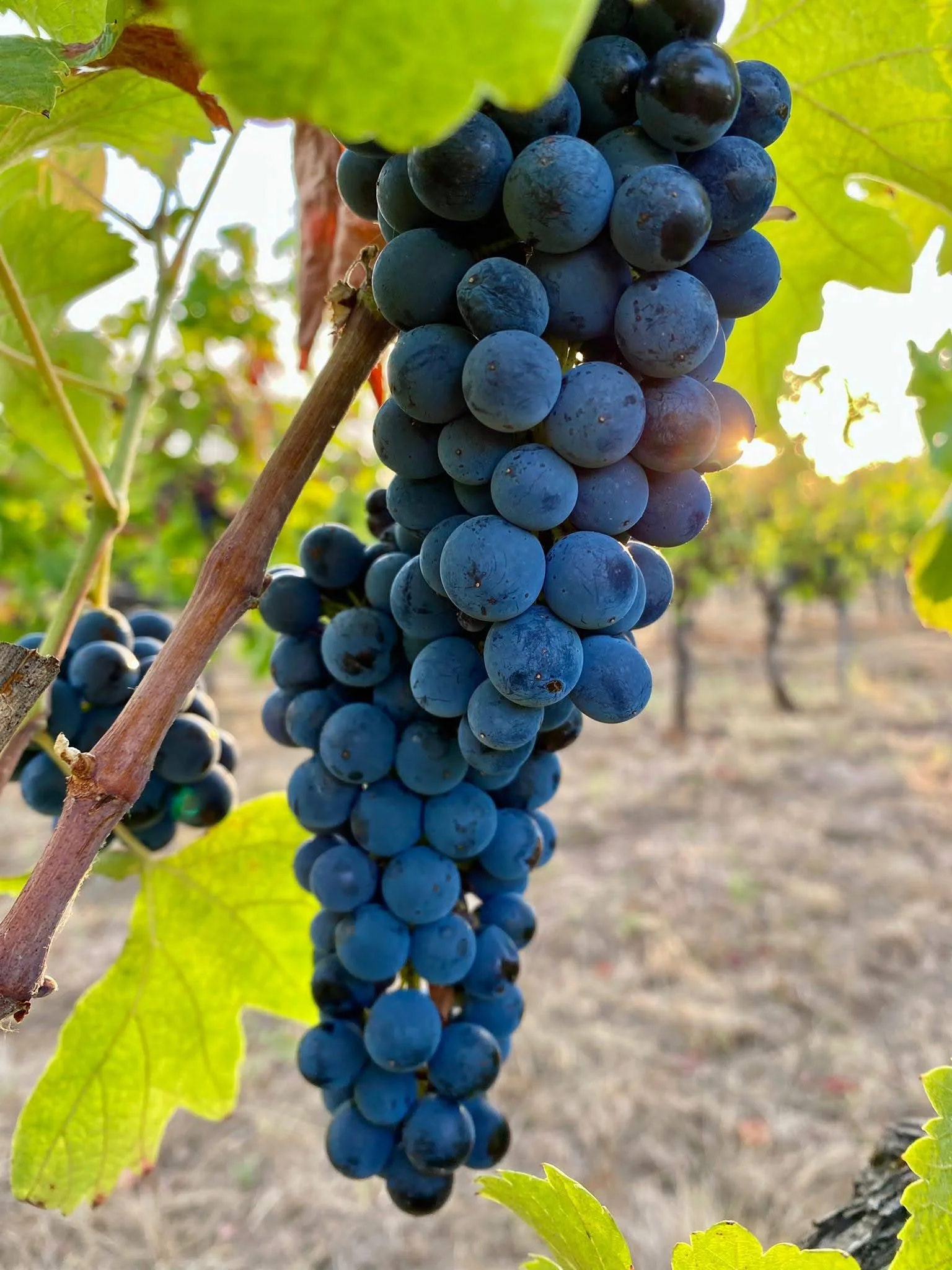 Une grappe de raisins violets suspendue d'une vigne avec des feuilles vertes, sous un éclairage naturel.