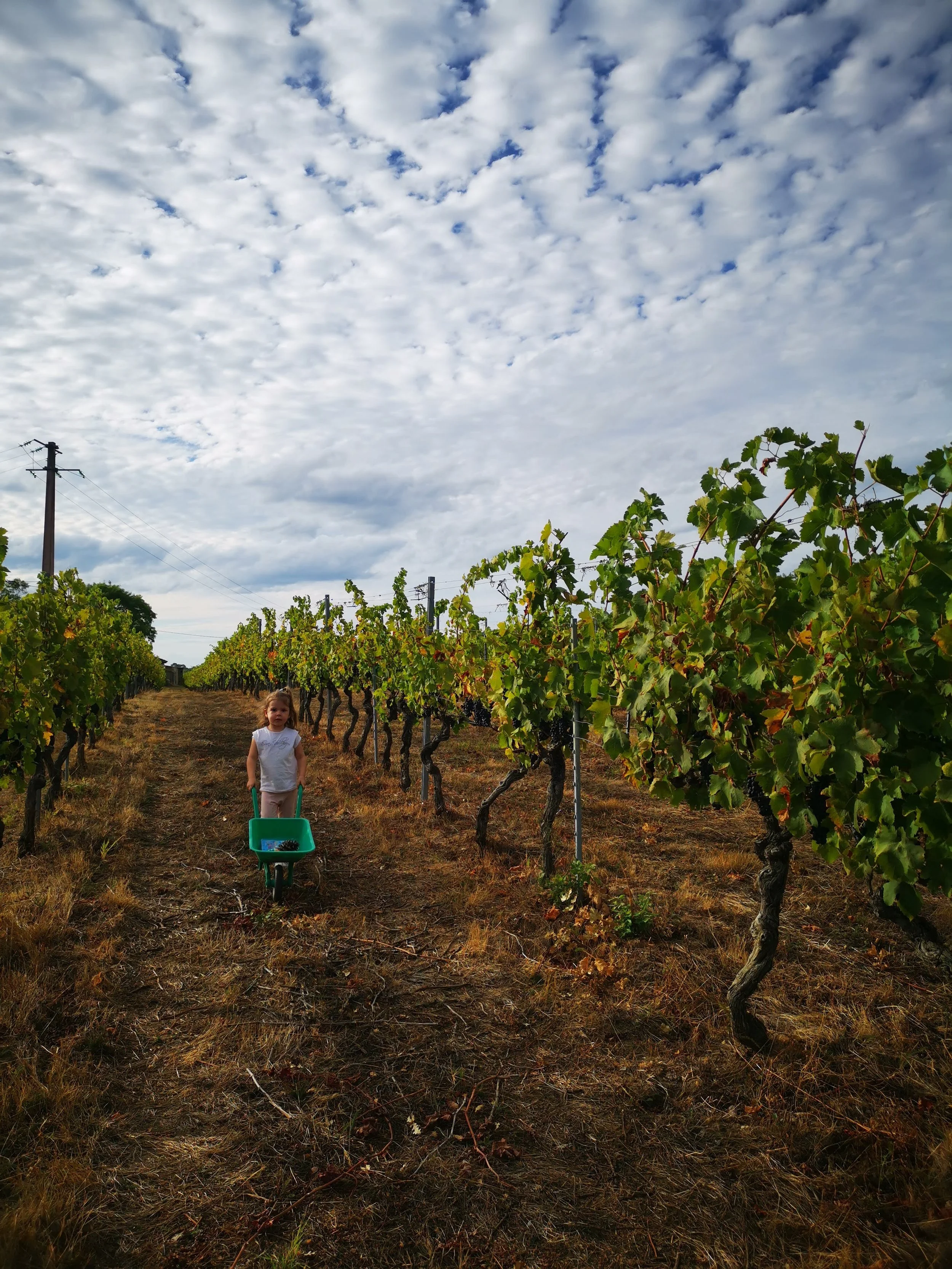Une jeune fille pousse une brouette dans un vignoble sous un ciel partiellement nuageux.