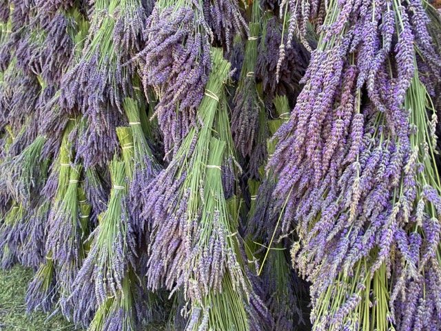 Lavender Medium.jpeg