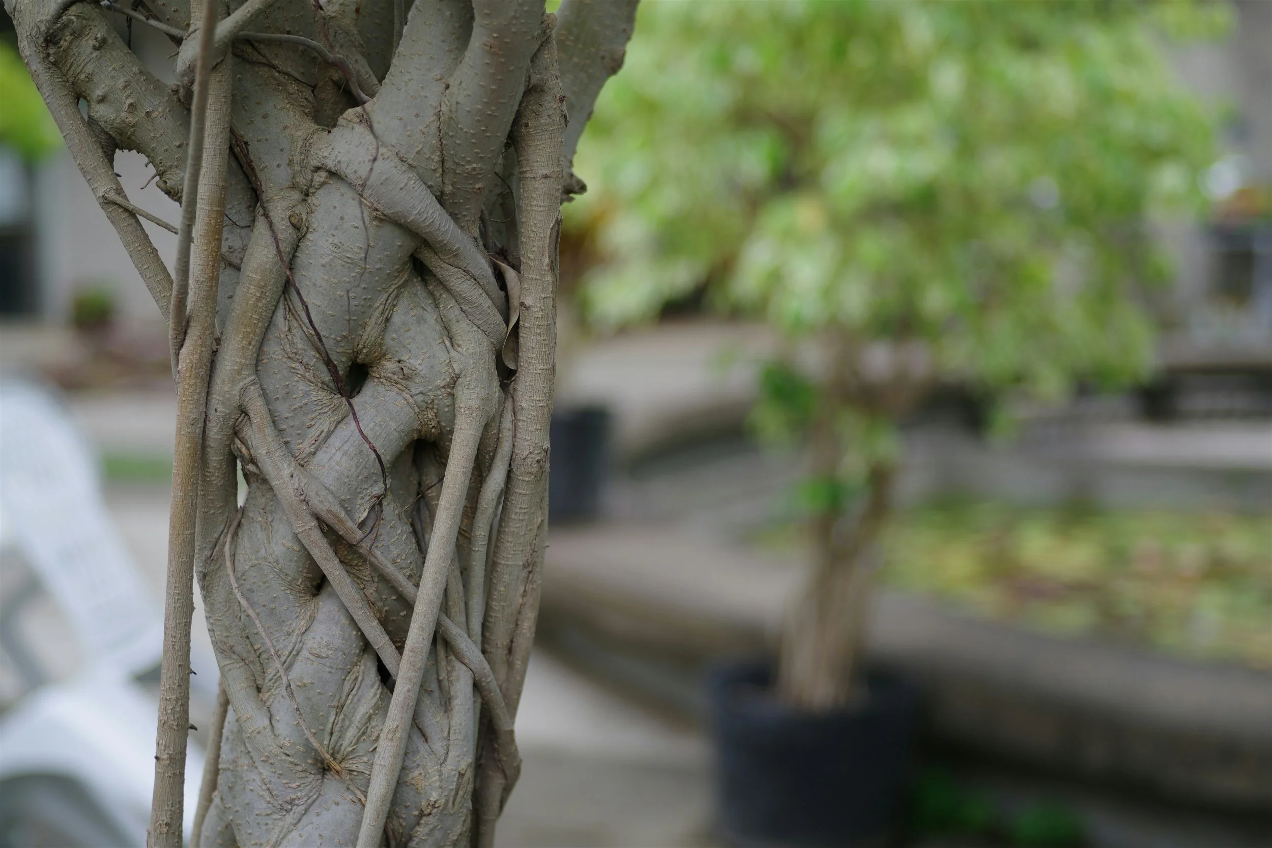 Close-up of intertwined tree roots — representing the collaborative relationship between Behaviour for Learning and referring professionals