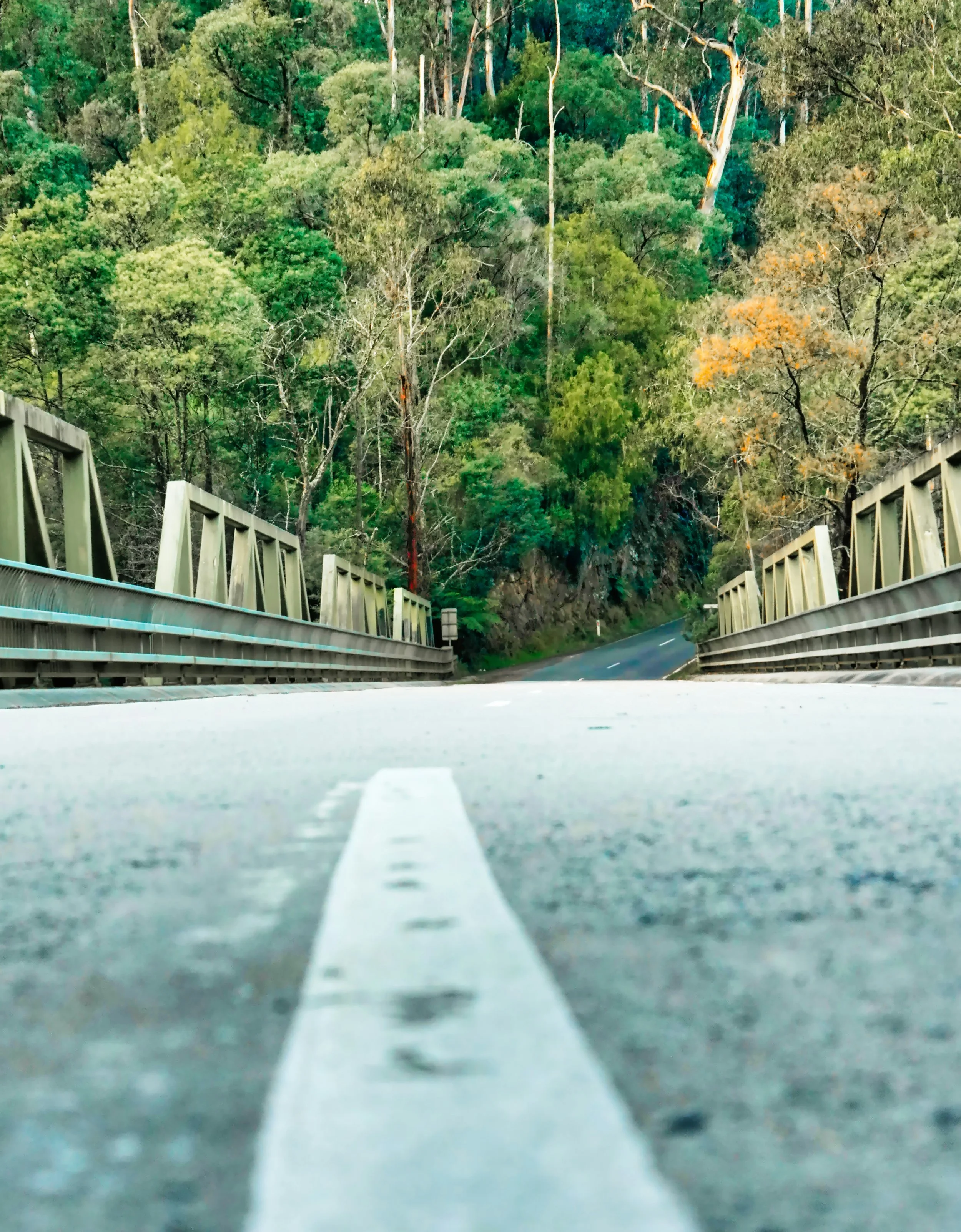 A bridge path stretching forward through trees — representing a clear path forward for families after Family Accord