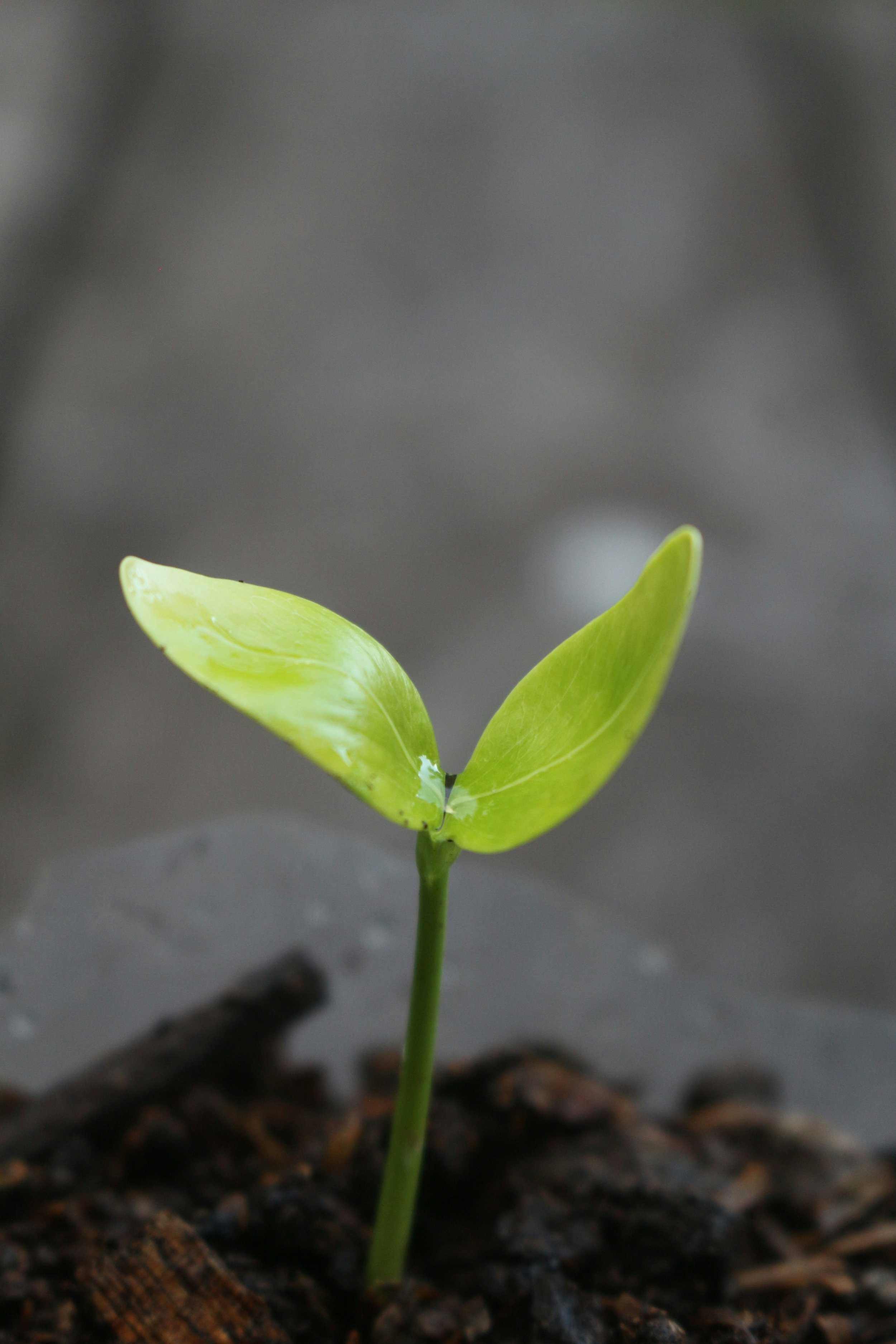 Close up of a small plant sprouting, symbolising growth and long term family change