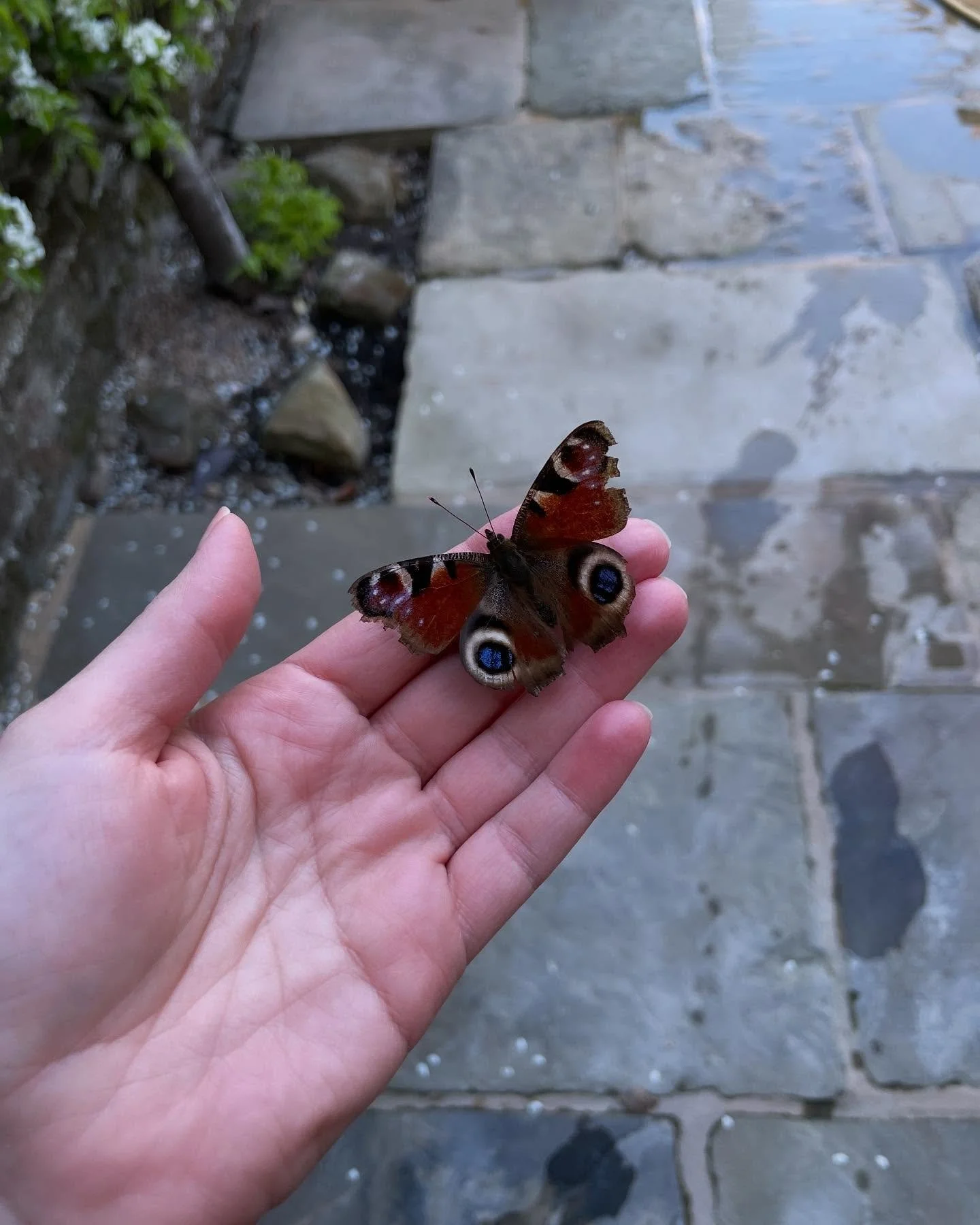 Life lately 🦋🌺✨
1. A visit from a peacock butterfly with a message: get ready for transformation!
2. Quick selfie before guiding seven beautiful souls through a group tarot reading.
3. Obsessed with my neighbour&rsquo;s Montana clematis, what a bea