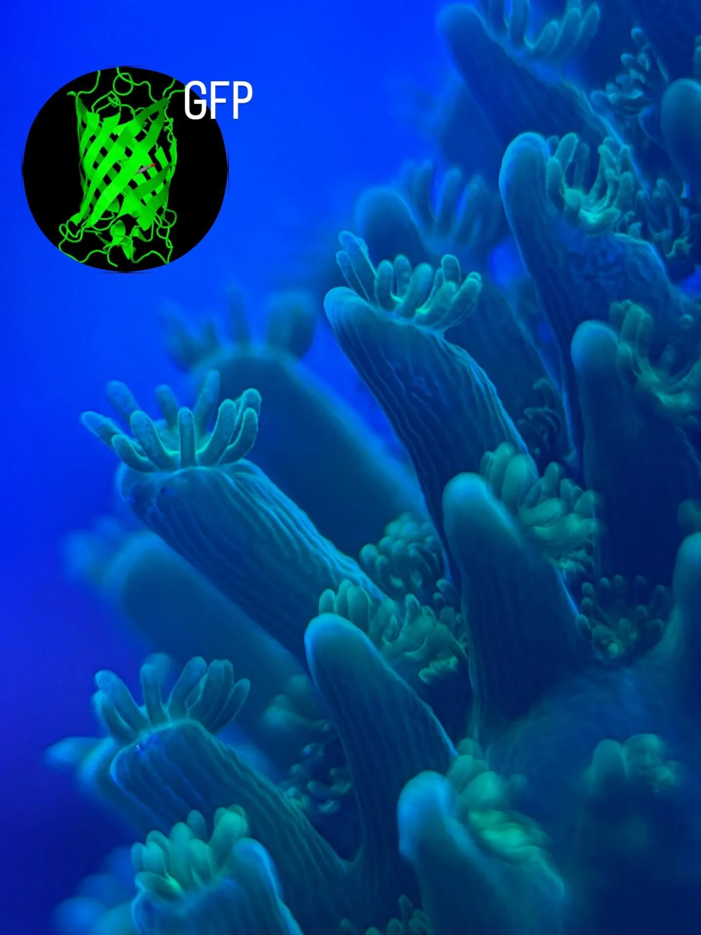 Do you know what the green color in these Acropora coral polyps comes from? It&rsquo;s GFP: Green Fluorescent Protein! GFP excitation between 395-488nm 💜💙💚, emission ~510nm 💚💚💚 and it&rsquo;s endogenous meaning the corals make it themselves! #a