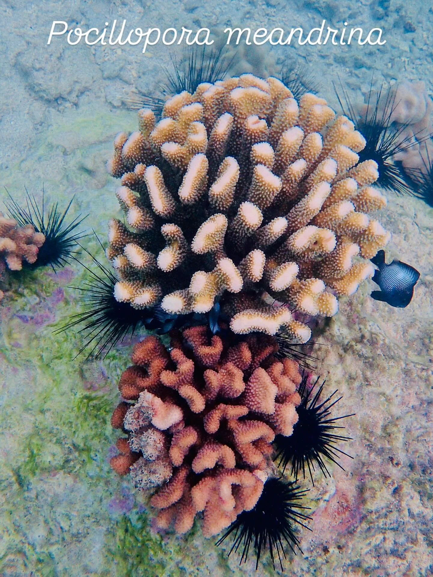 Two different phenotypes of Pocillopora meandrina 🪸 side by side 🍓🍨, with some urchins making sure turf algae doesn&rsquo;t take over and a juvenile damselfish 🐠 doing some general housekeeping #natureatwork #protectouroceans #protectthereef