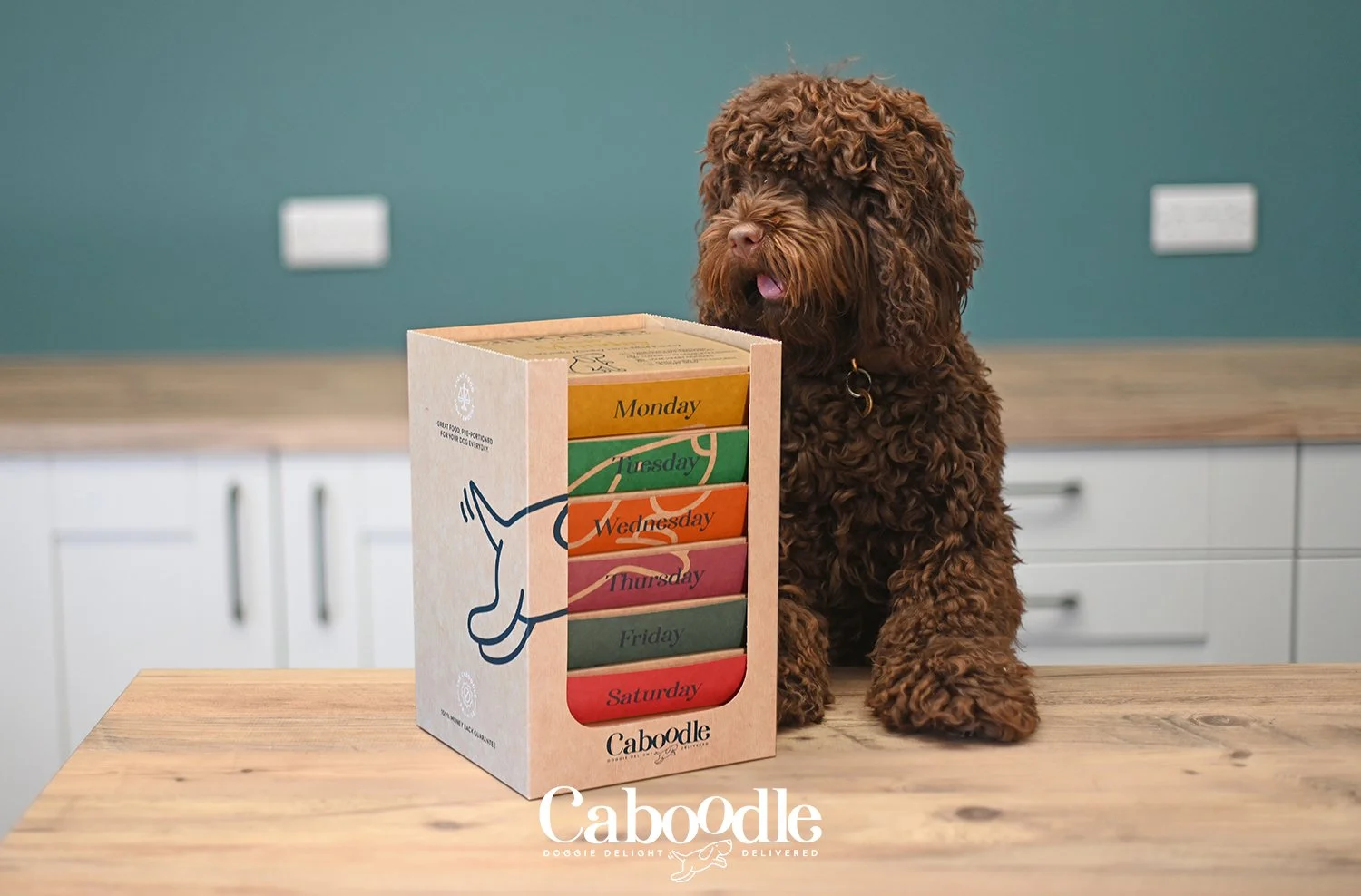 Caboodle image, custom dog food subscription brand focused on healthy nutrition