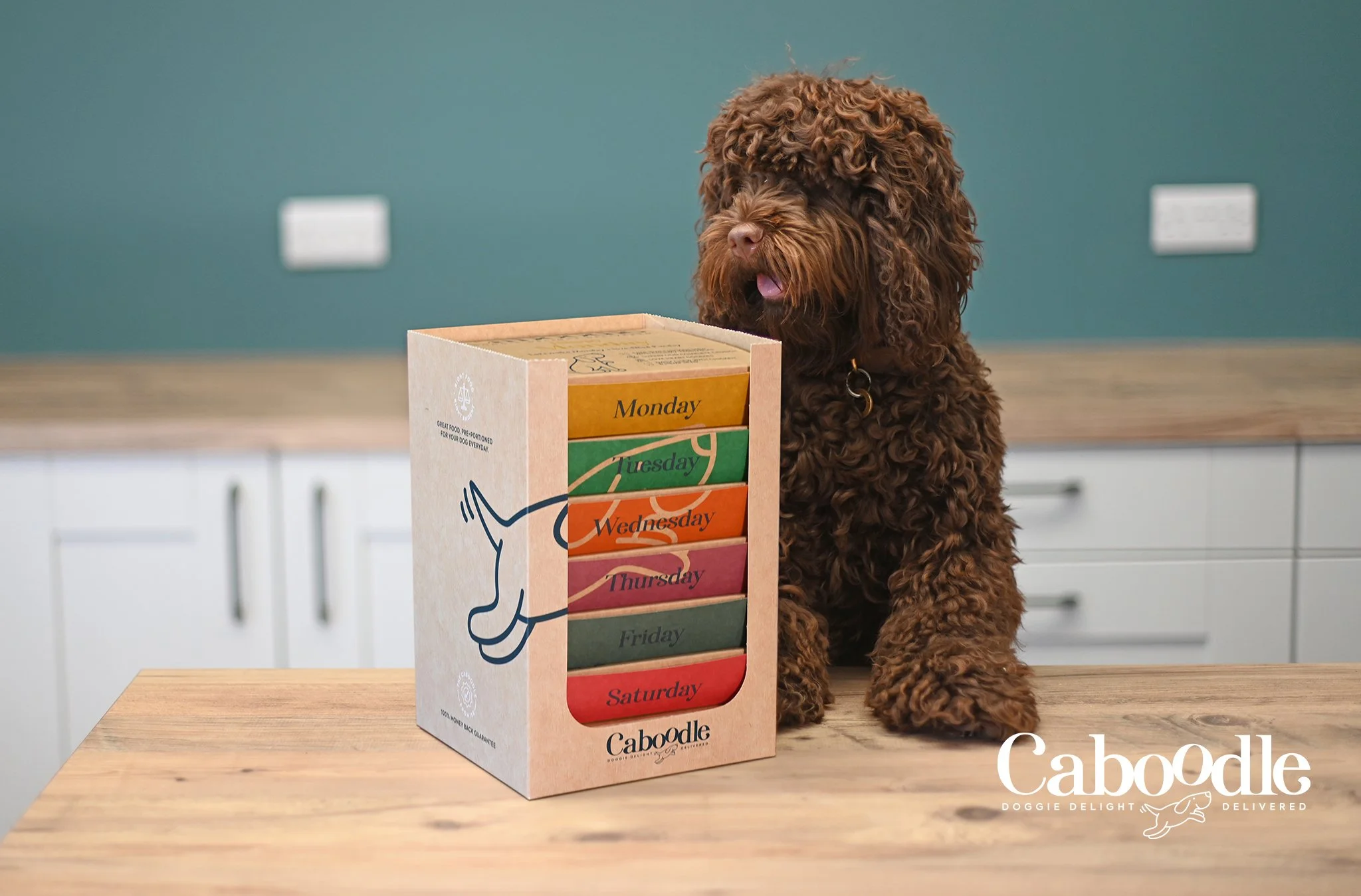 Caboodle image, custom dog food subscription brand focused on healthy nutrition