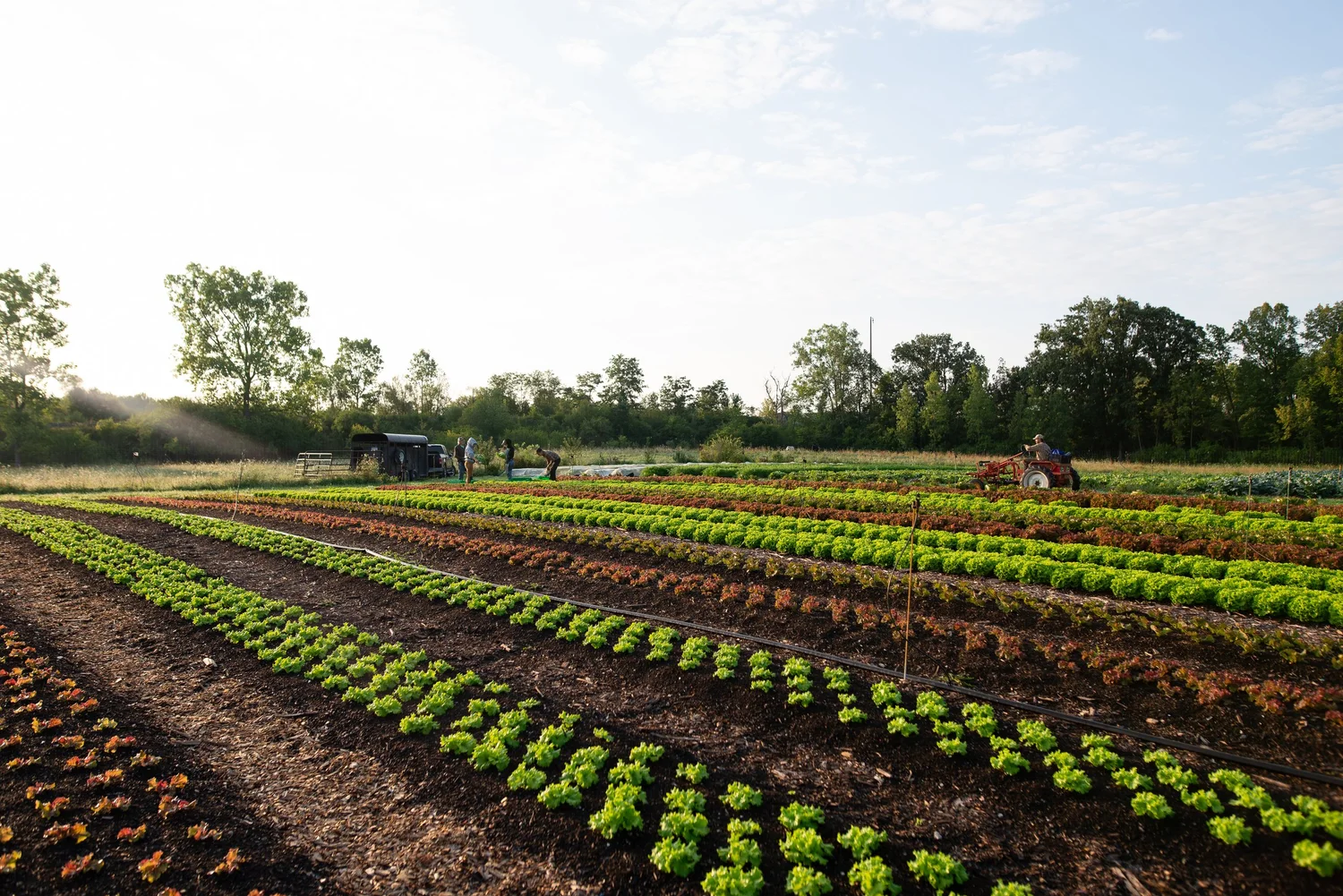 Buy With Food Assistance — MI CSA Network