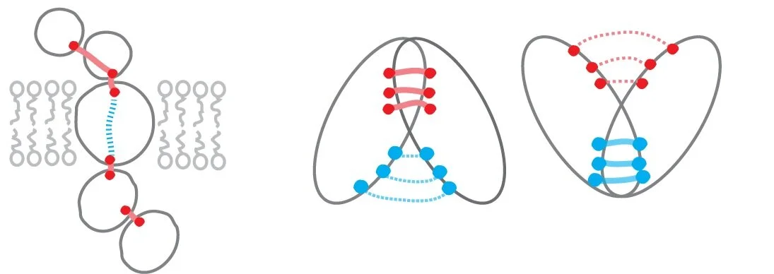 EVOLUTIONARY COUPLINGS