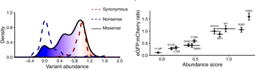 Multiplexed measurement of variant abundance and activity reveals VKOR topology, active site and human variant impact