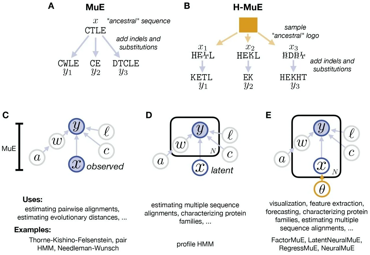 Generative probabilistic biological sequence models that account for mutational variability