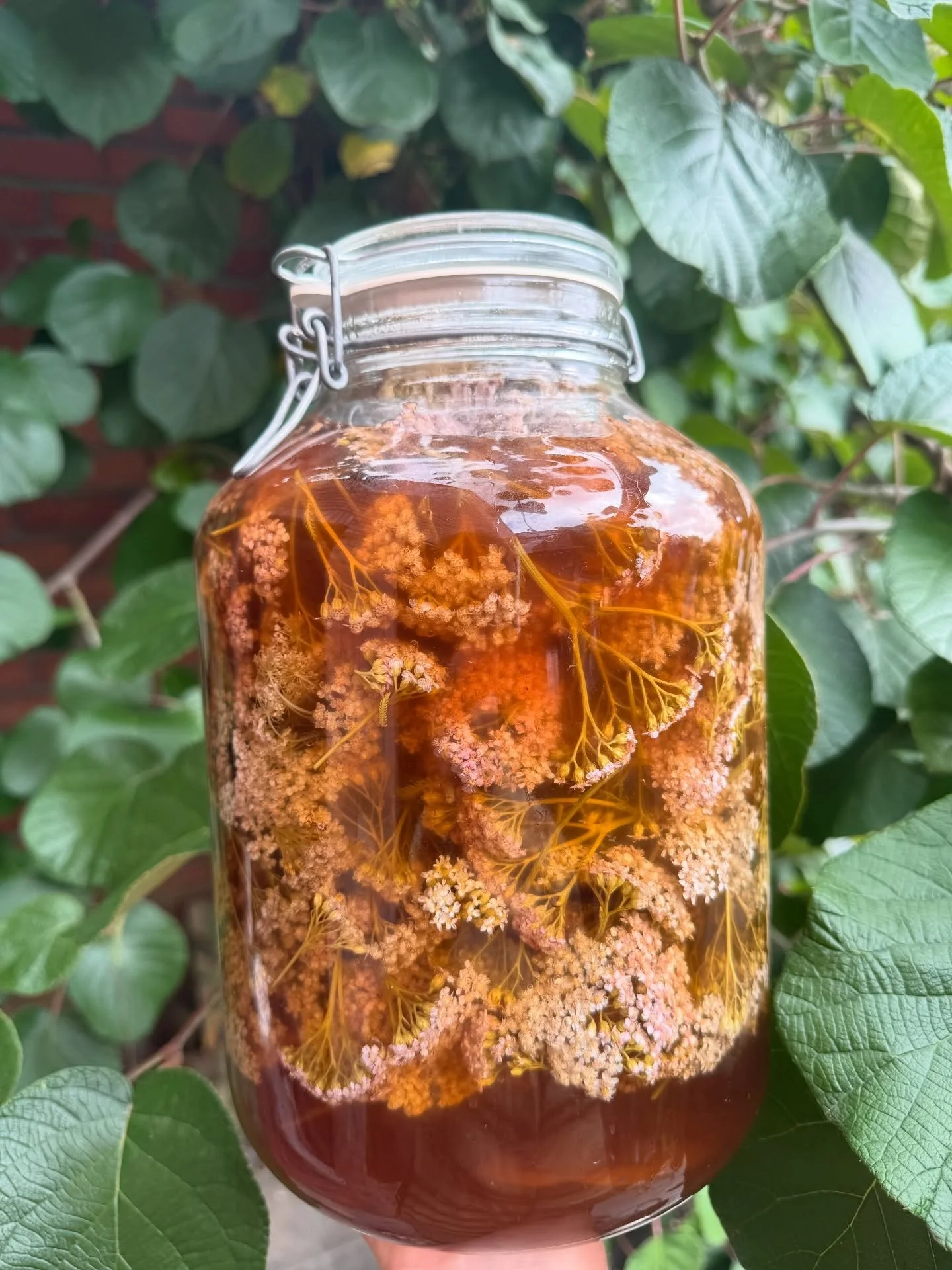 Gepekelde duizendblad bloemen voor komende menu&rsquo;s 🔥 #duizendblad