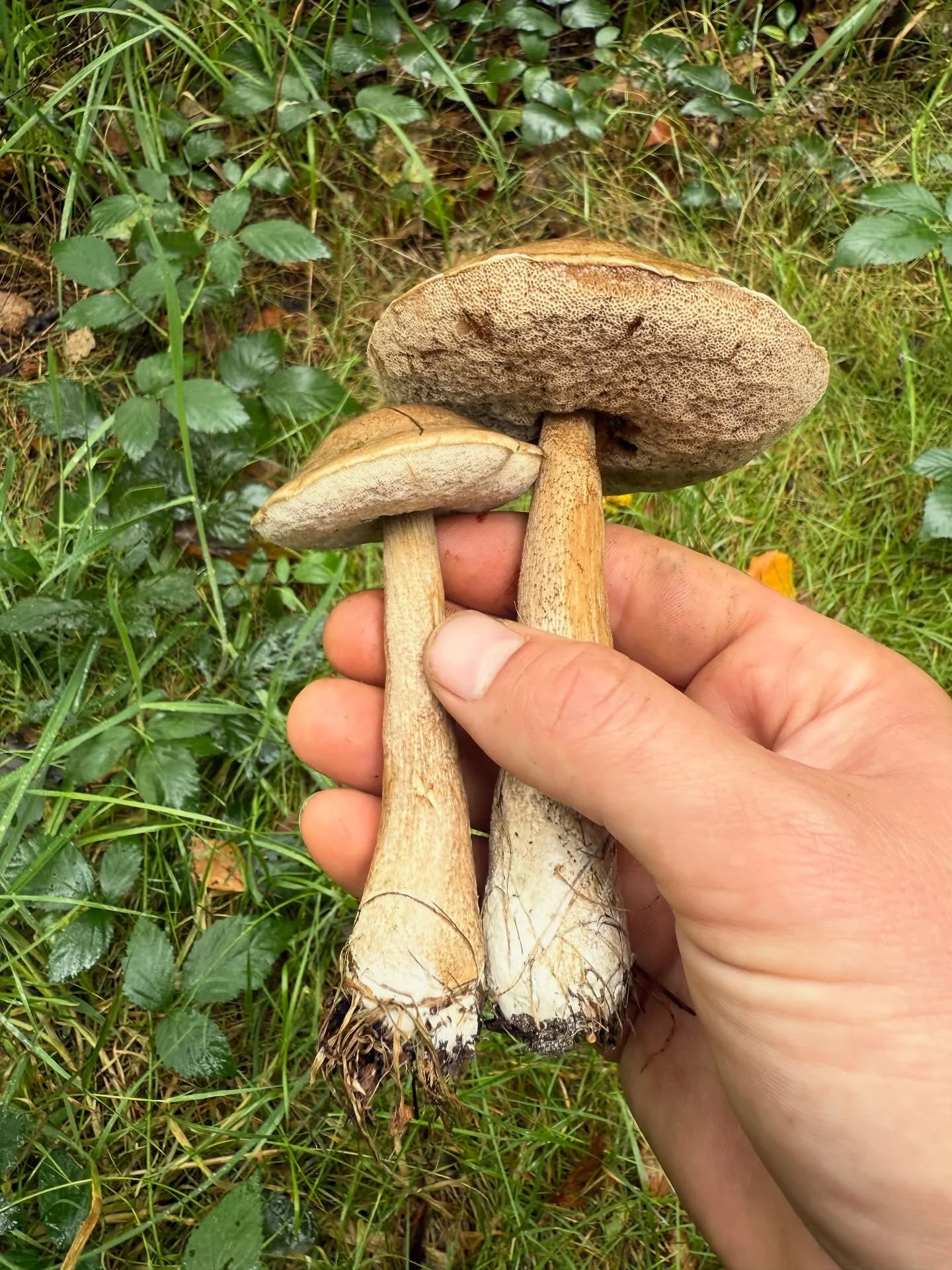 Nog een wandeling later 🍄&zwj;🟫

&bull; berkenboleet
&bull; smakelijke melkzwam 
&bull; wortelende boleet (eetbaar, maar niet aan te raden om te eten) 
&bull; jonge oesterzwammen, te vroeg om te oogsten 🥲

#foraging#forage#wildpluk#paddestoelen#ch