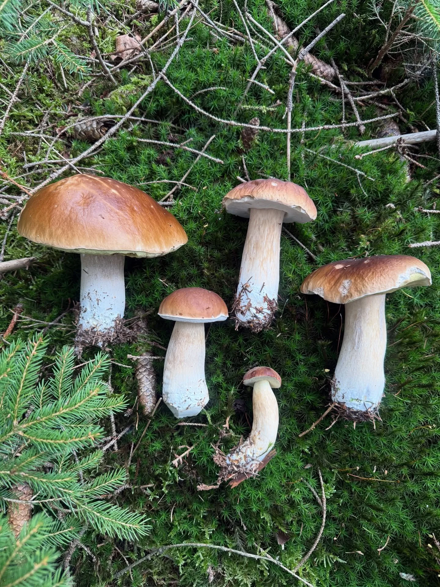 Mushroom heaven met de beste! 

Terwijl we afscheid nemen van de zomer en haar mooie vruchten. Toont de herfst zich op zen beste. De bossen zijn momenteel in een van de meest mooie momenten. 

Wat een overvloed aan vruchten van het bos 🍄🍄&zwj;🟫 

