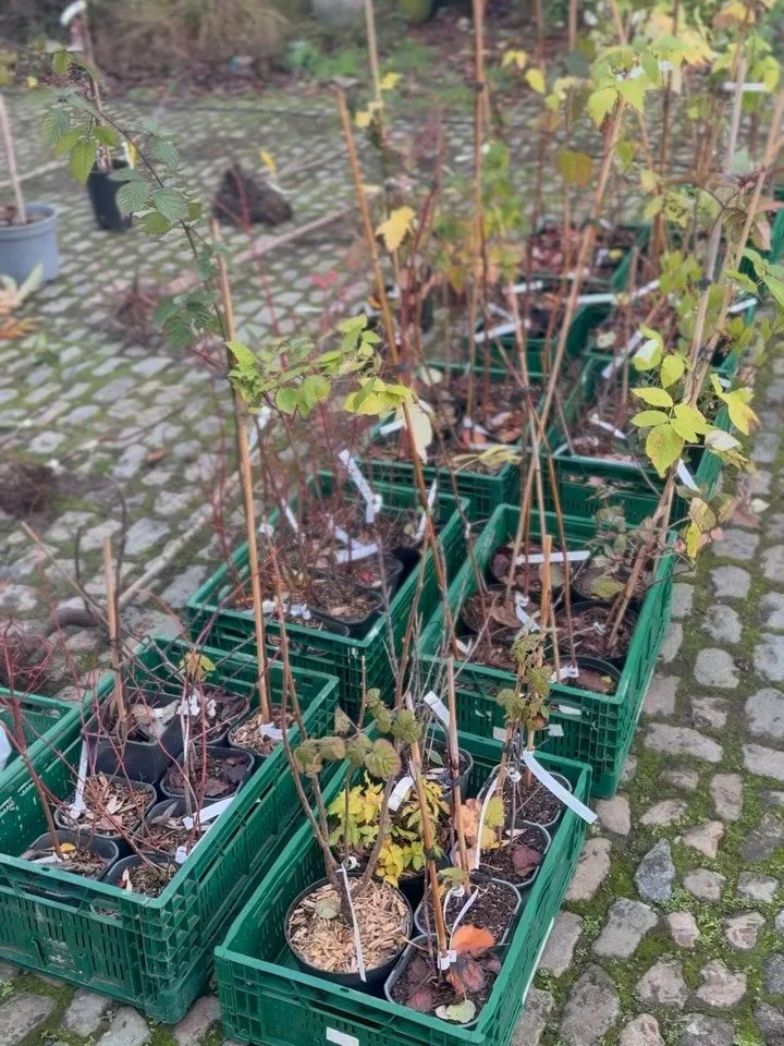 En zo de volgende blik achter de schermen. De werken zijn begonnen! 

Vandaag was terug een dag om gelukkig van te worden. Een ritje naar de @deverwildering en @ecoflora.halle voor onze nieuwe planten en bomen. 

We ontharden en maken ruimte voor ons