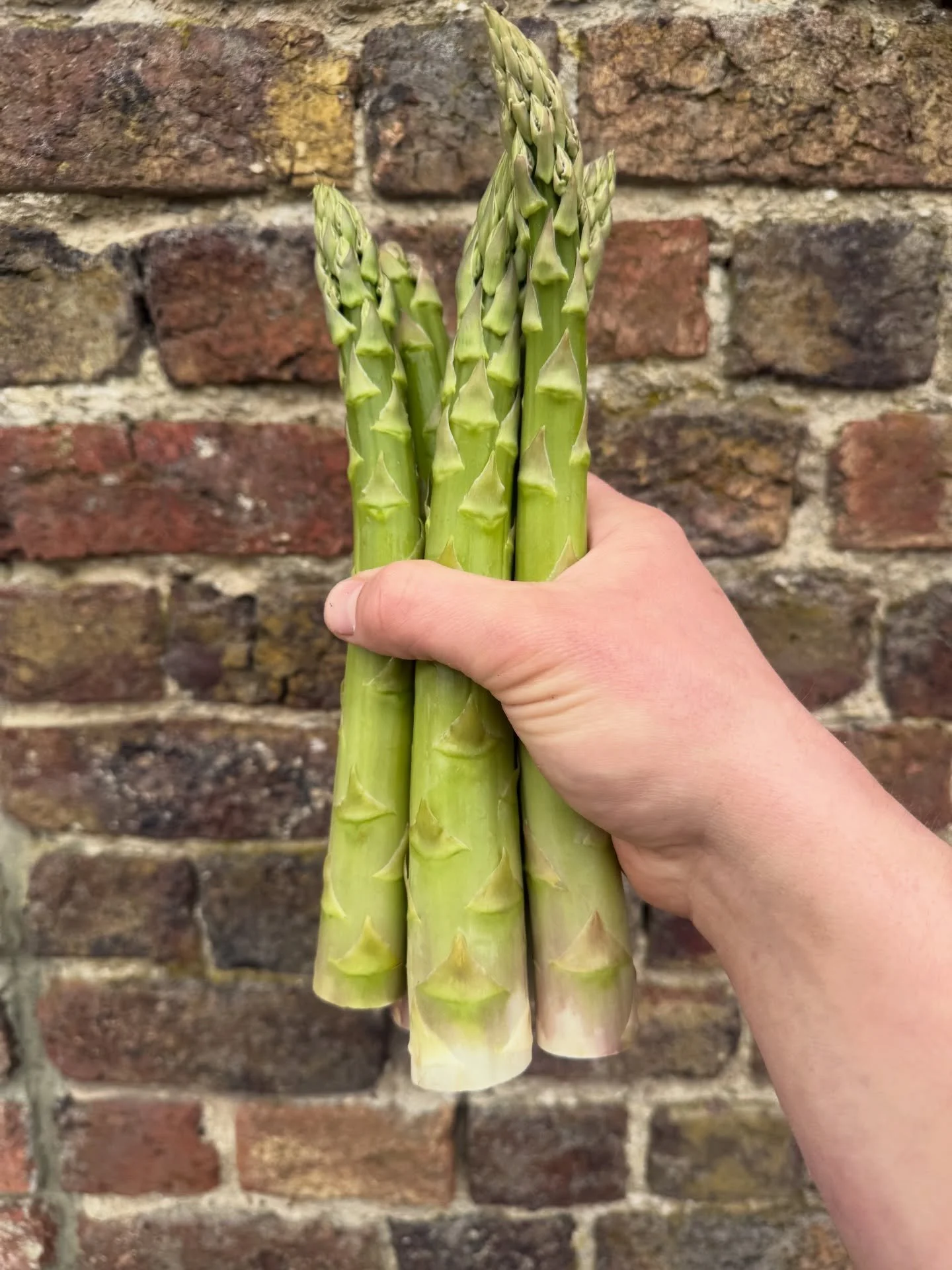Asperge season is on! 

Graag de beste Asperges proeven op uw event? Neem dan snel contact op 🔥

Les meilleur asperge de @stephanelonglune 

#asperge#woodfire#catering#locale