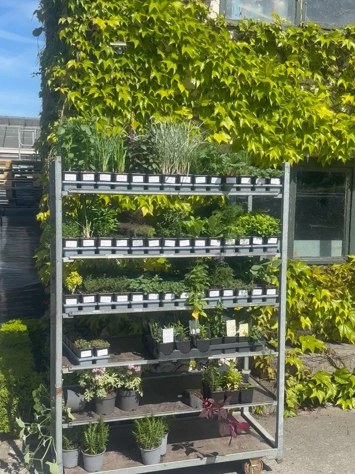 Ah, tbegint als thuiskomen te voelen. Na een jaartje over te slaan door de verhuis, zijn we er weer geraakt. Zoals gewoonlijk toevallig een zonnige dag. Als daar een mens niet van gelukkig wordt&hellip; 

@kruidenclaus 

#kruiden#kruidentuin#lesherbe