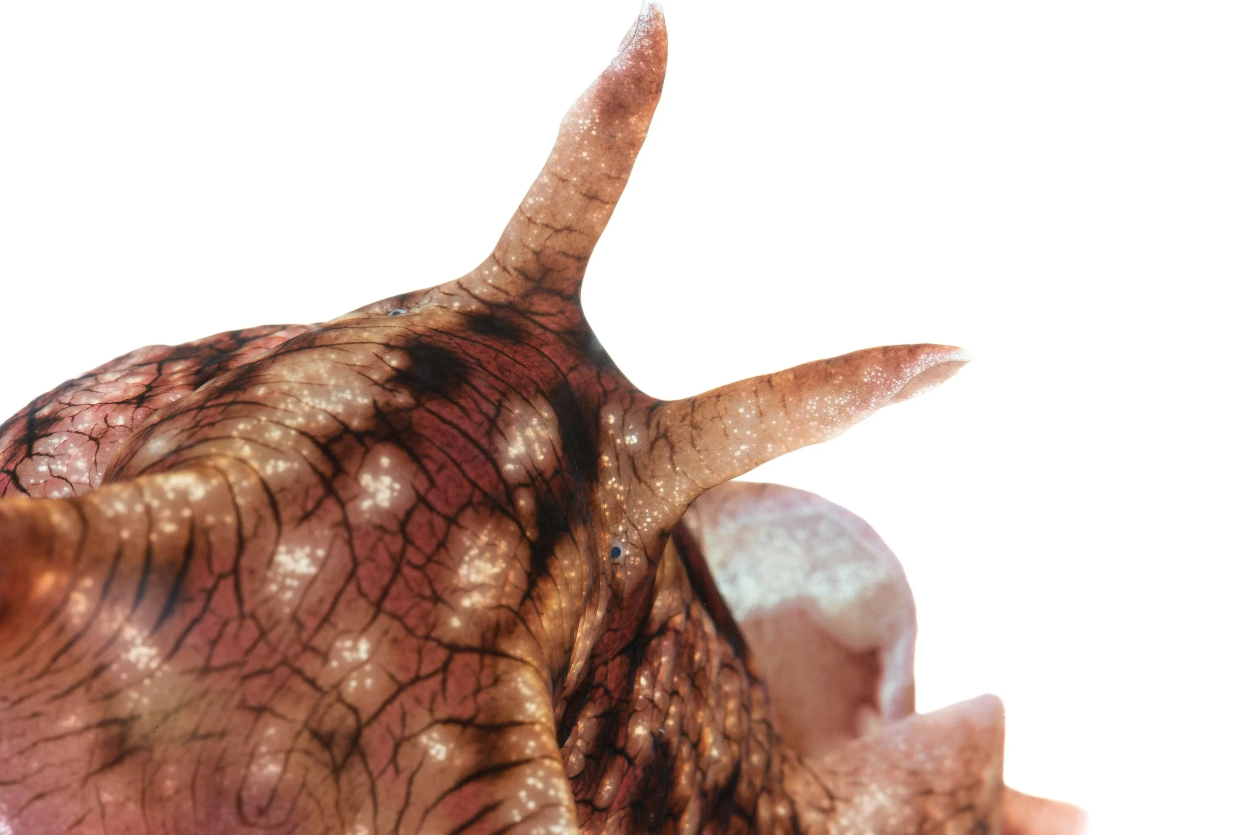 Outreach | Podcast: A Co-benefits Approach: Preserving more than one species with open-source hardware