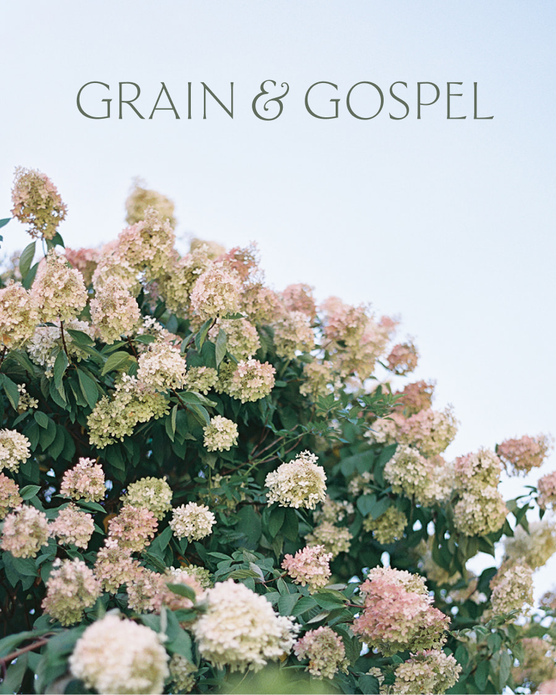 Soft pink and cream blossoms on a green shrub against a pale blue sky. The text “GRAIN & GOSPEL” appears at the top of the image.