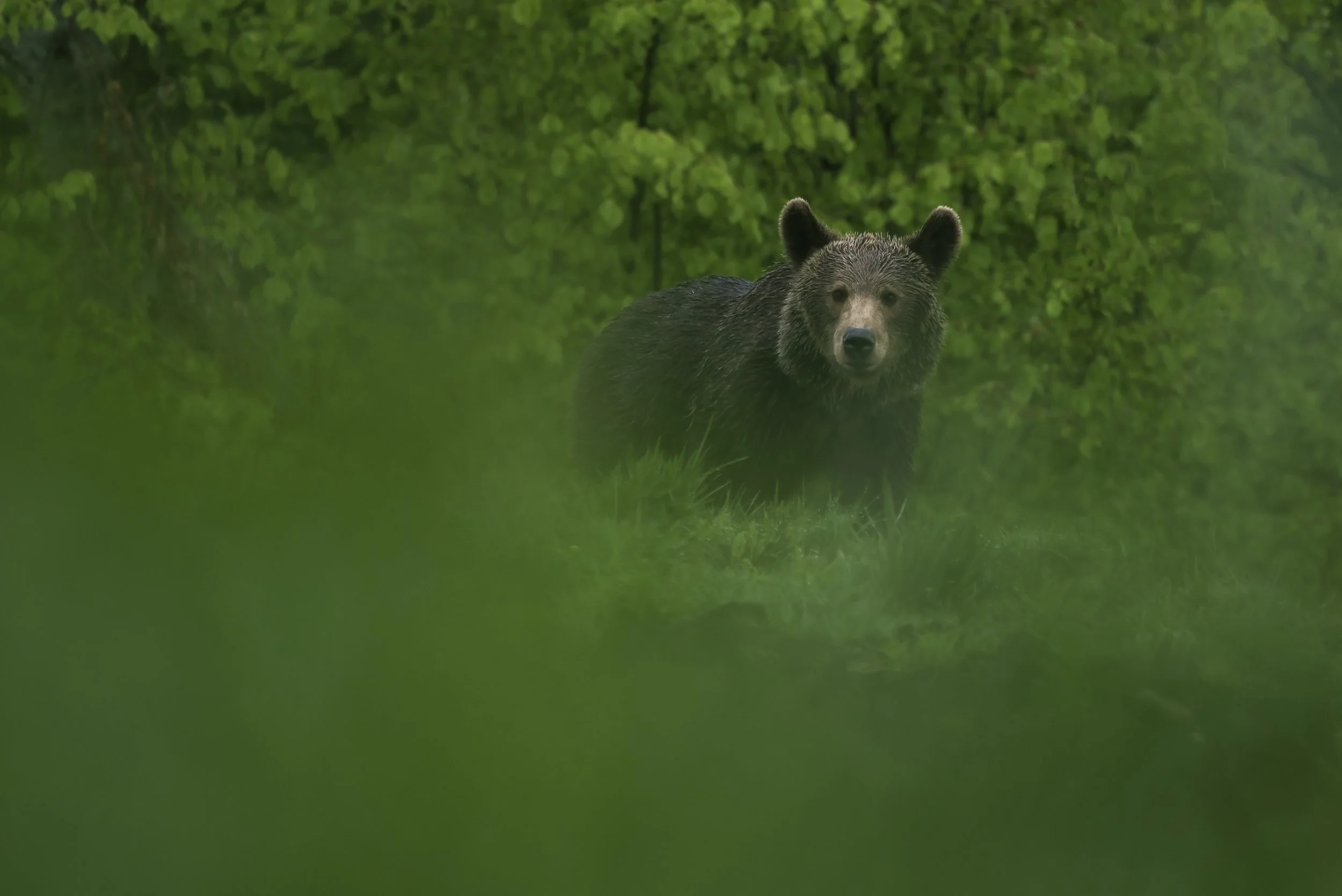 Copy of Copy of Wildlife watching2.jpg