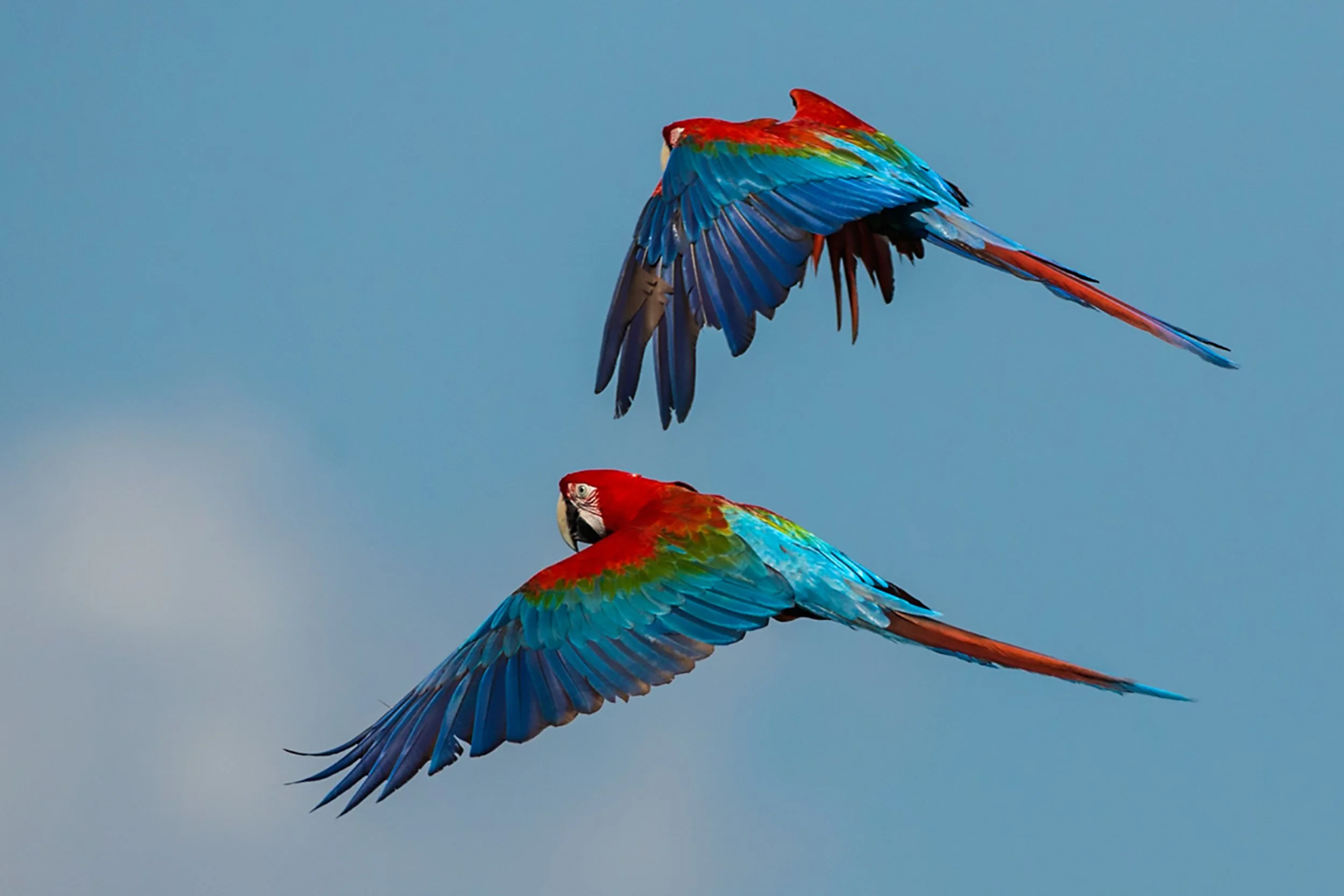 Copy of 07 Macaw.jpg