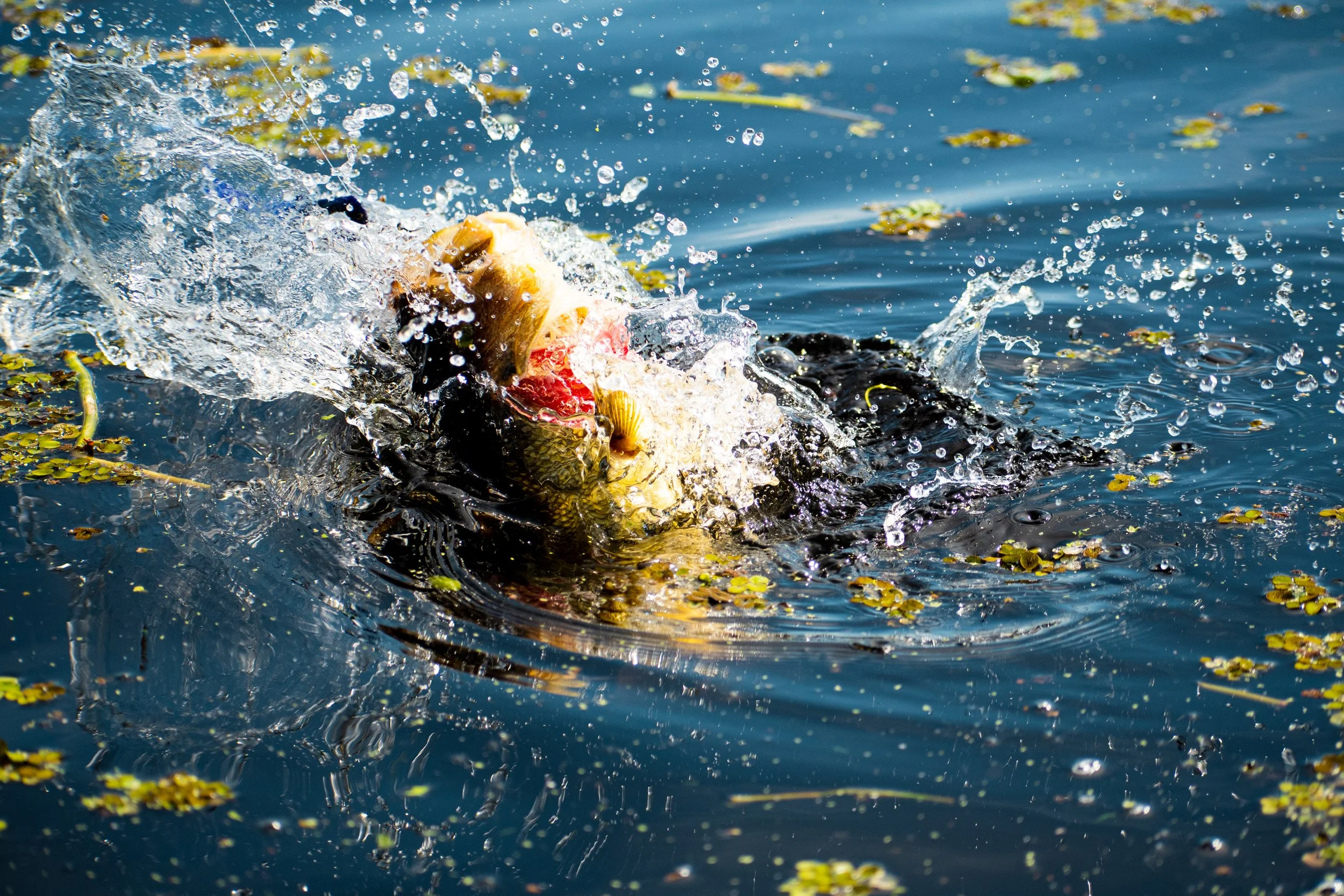 _DSC5209.jpg