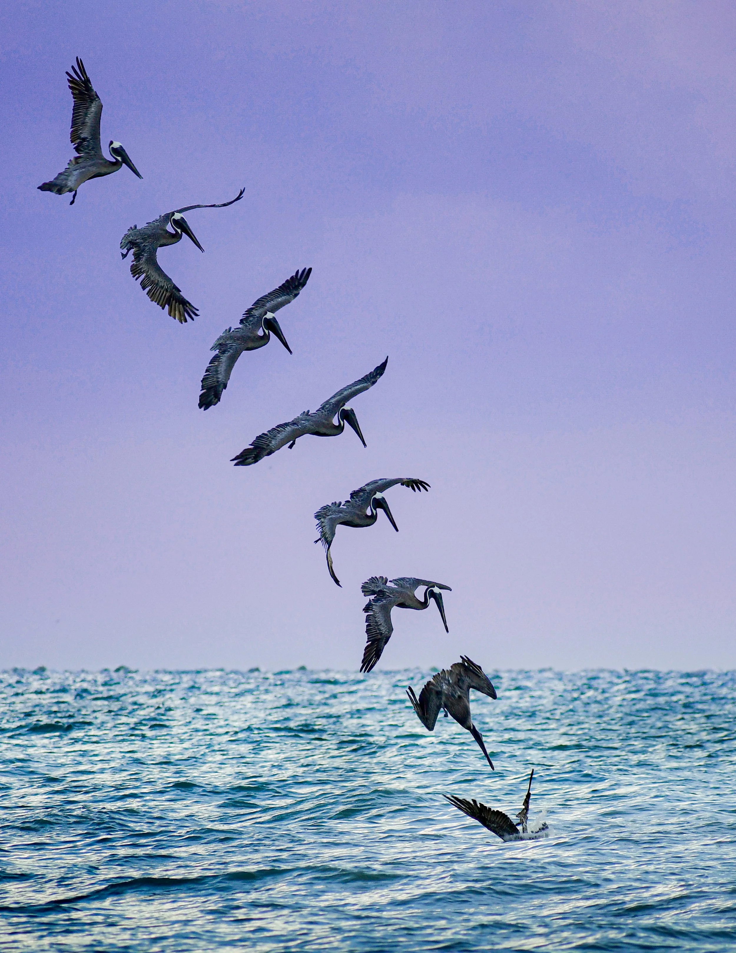 pelican.jpg