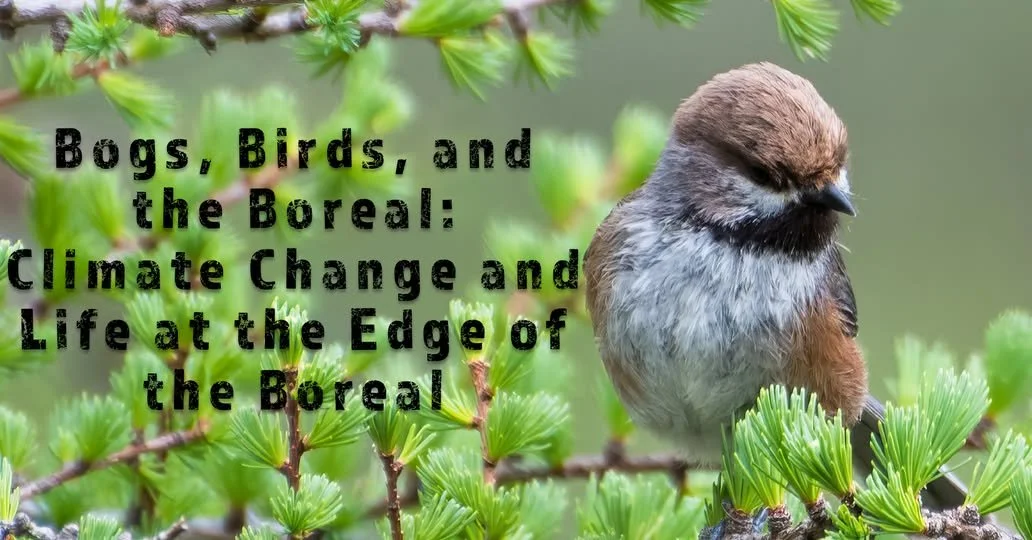 Bogs, Birds, and the Boreal Beat: Climate Change and Life at the Edge of the Boreal