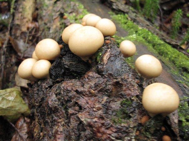 Mushroom Meander