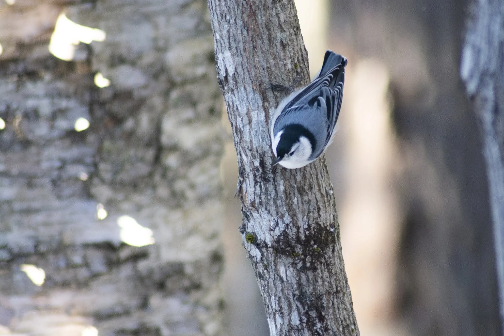Birding Walk with Miok