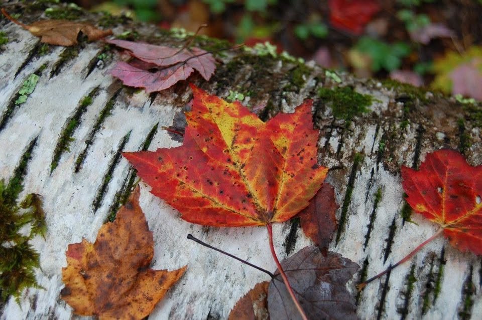 Foliage Hike