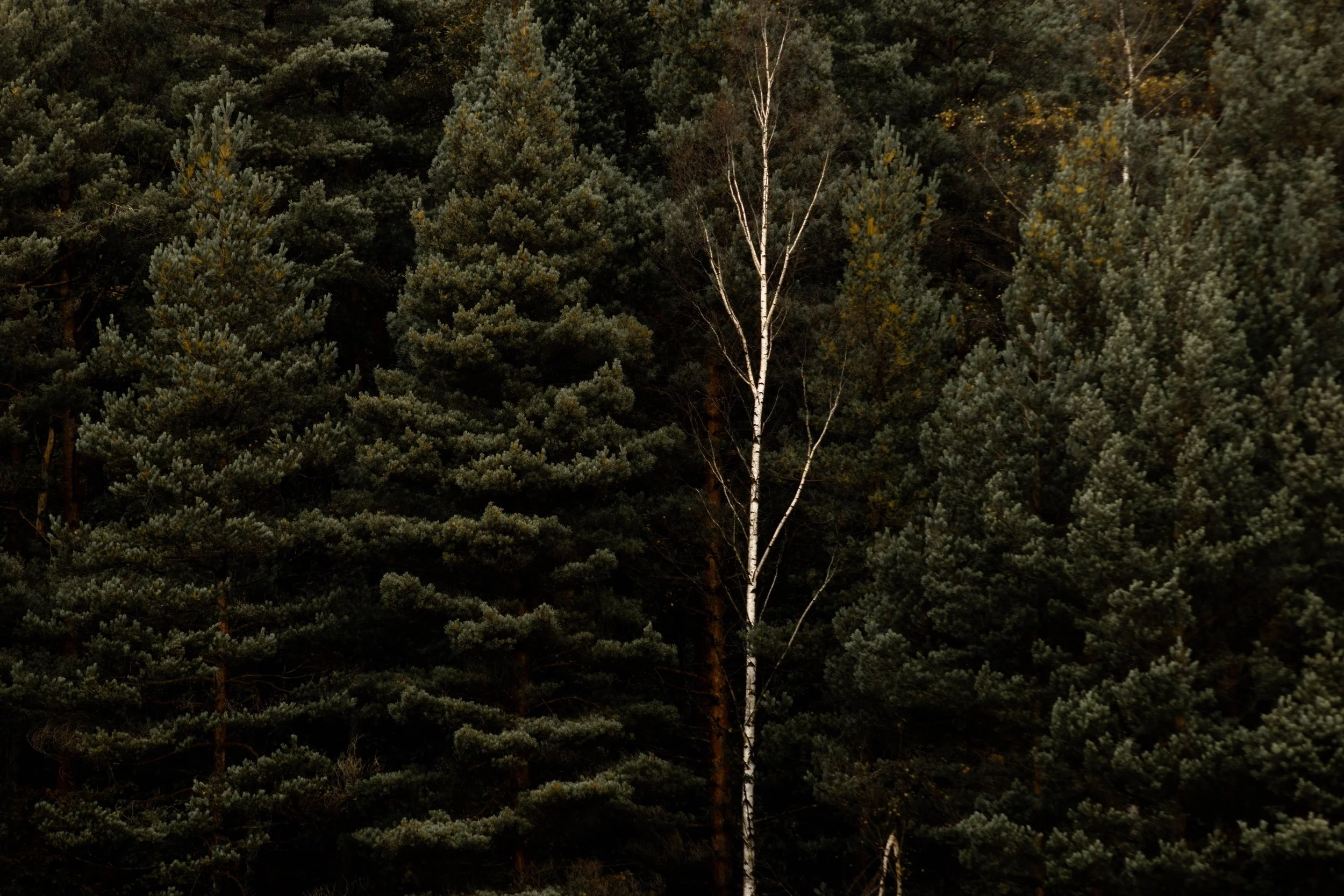 Birch tree among pines in a Scandinavian forest