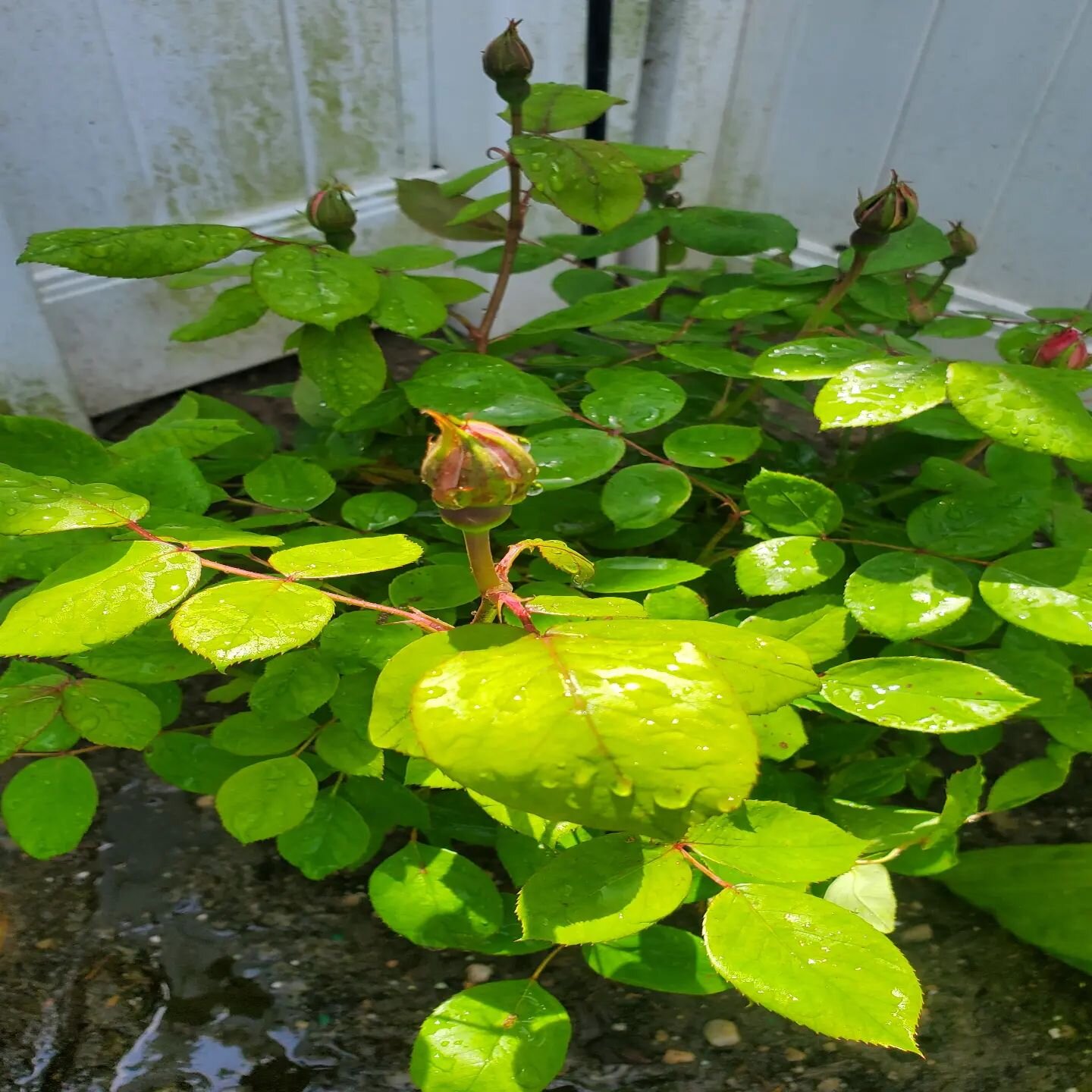 Looking forward to our roses blooming! 

#rose #roses #flowers #flower #summer #summervibes #garden #gardening #adopt #adoption #adoptionjourney #openadoption #hopefuladoptiveparents