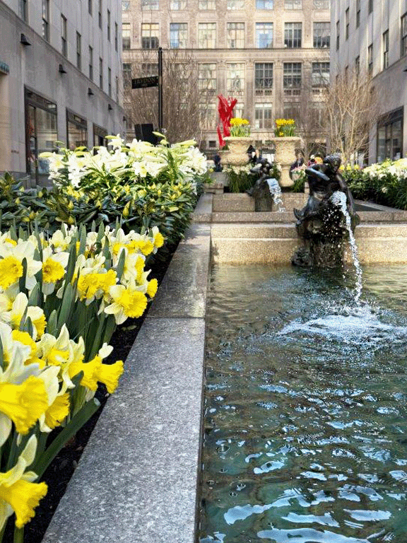 A city courtyard featuring a garden of yellow and white daffodils along a stone-lined water feature with a fountain, surrounded by tall buildings and potted plants.