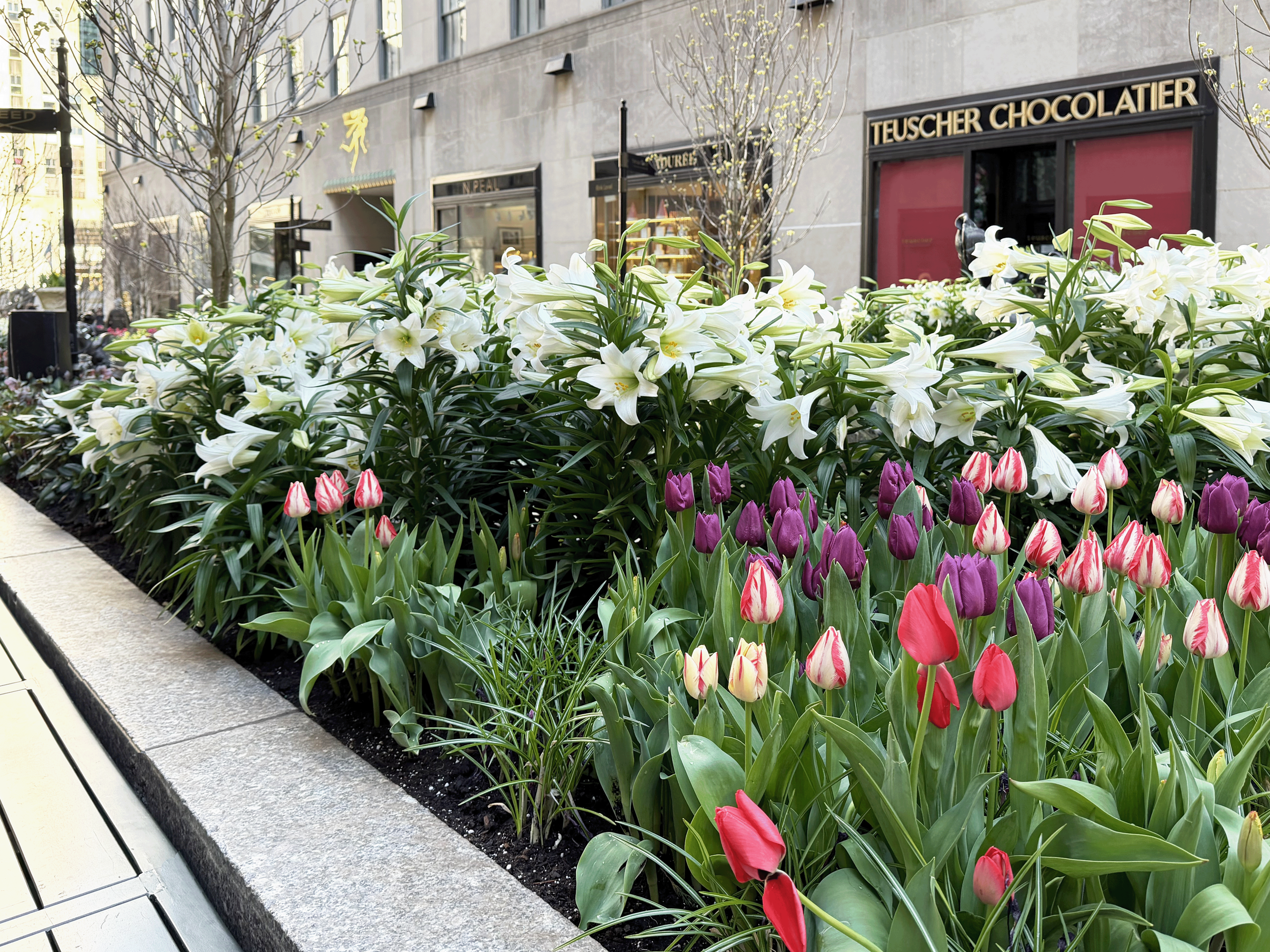 A sidewalk flower bed with white lilies and purple and pink tulips in front of a building with storefronts, one with the sign 'Teuscher Chocolatier' and leafless trees along the street.