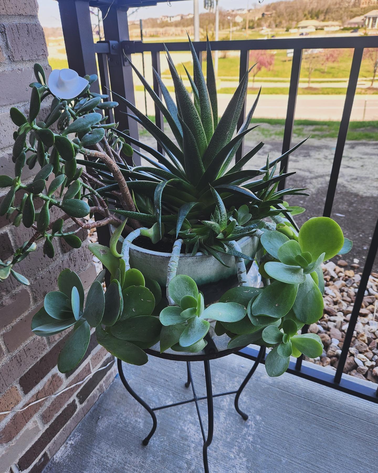 Check out our recent competition where our residents got to show off their beautiful plants in their homes! 🪴Congratulations to Deann K (photo 1) our winner of the plant contest! 🌿
#darbyatbriarcliff #thedarby #showoffyourplants #plantparents #resi