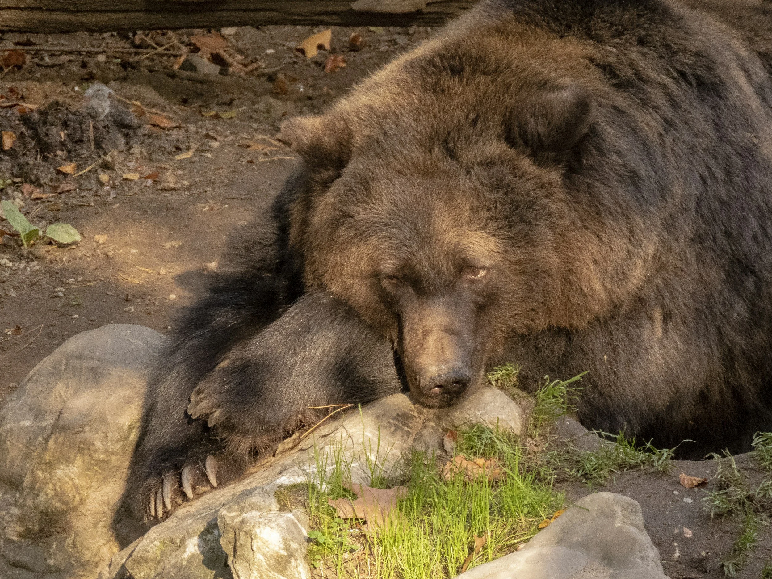 What The Tranquilized Bear Says About Trauma Work