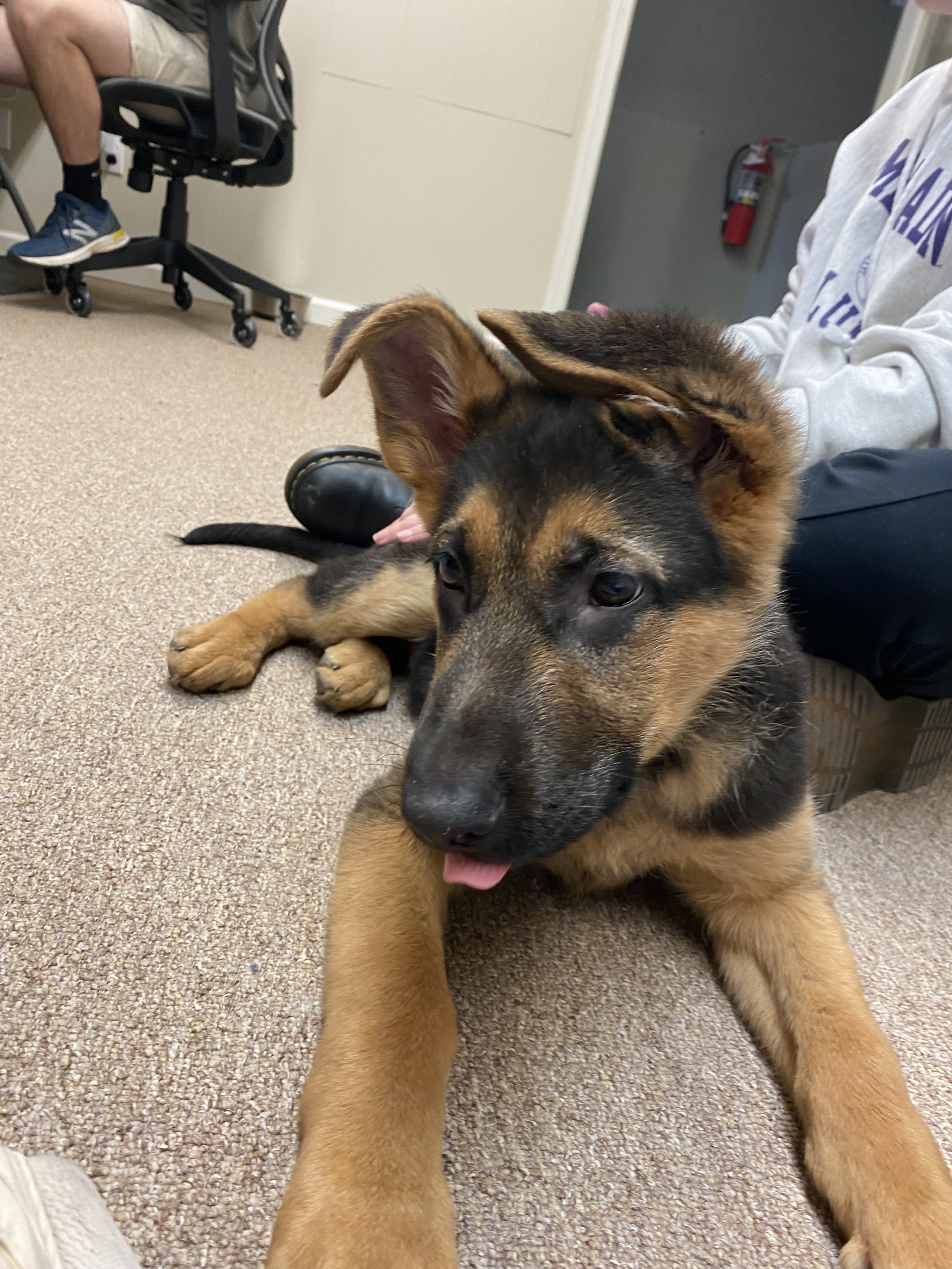 met my dream puppy