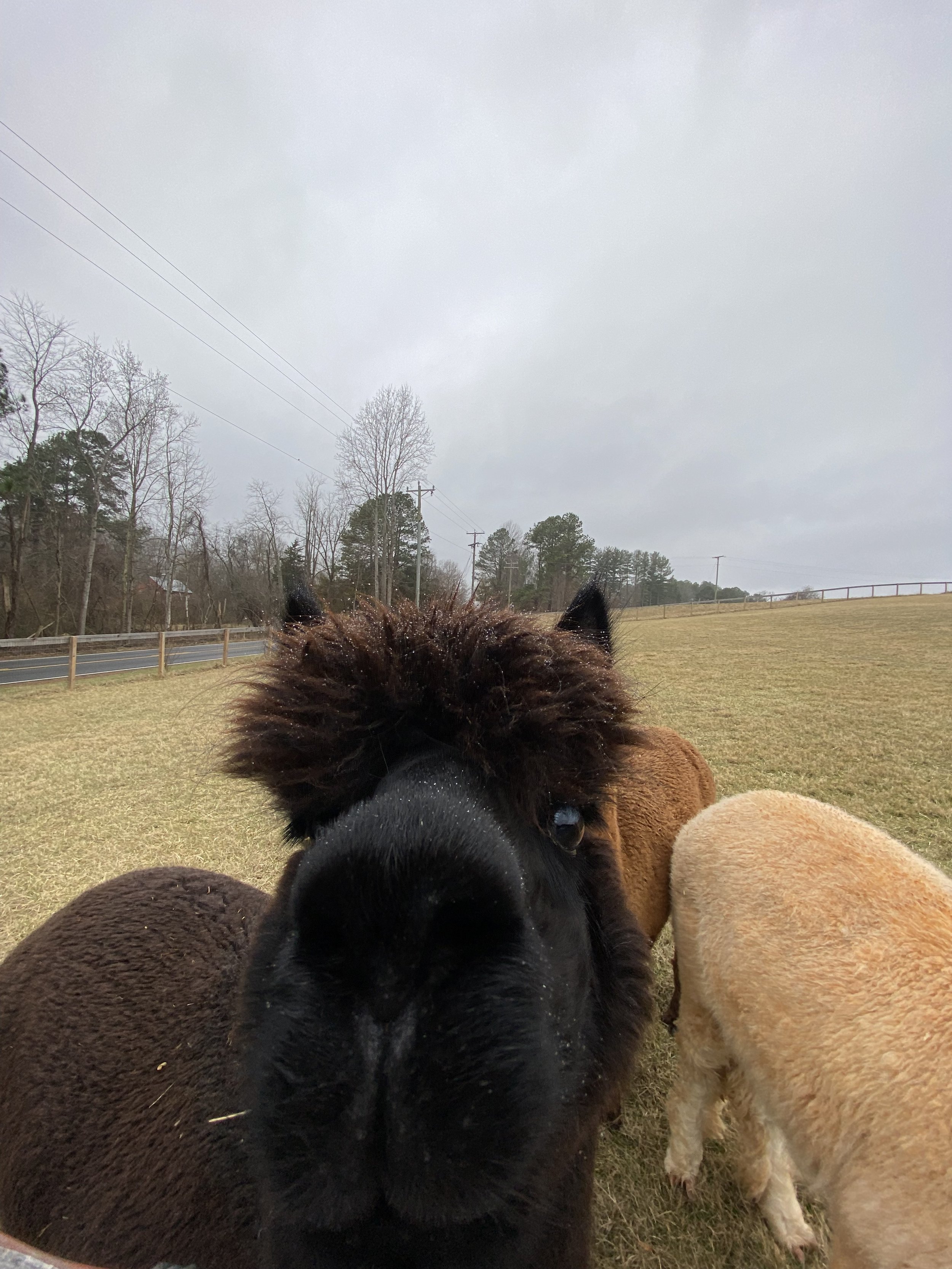 met some llamas