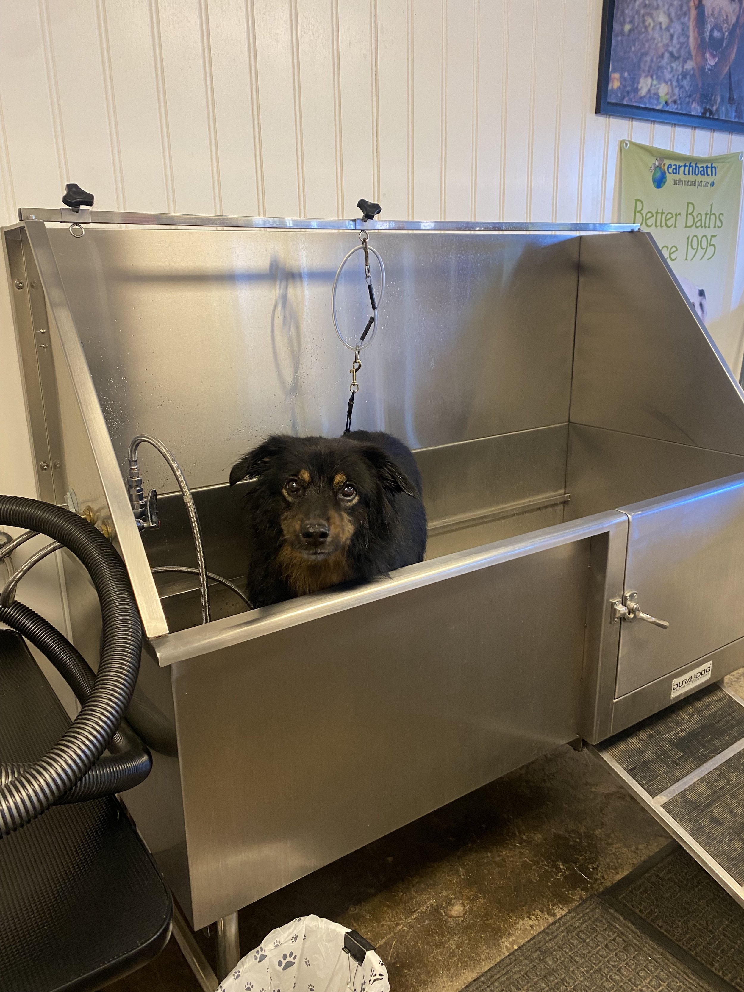 washed my dog (not in my bathtub)