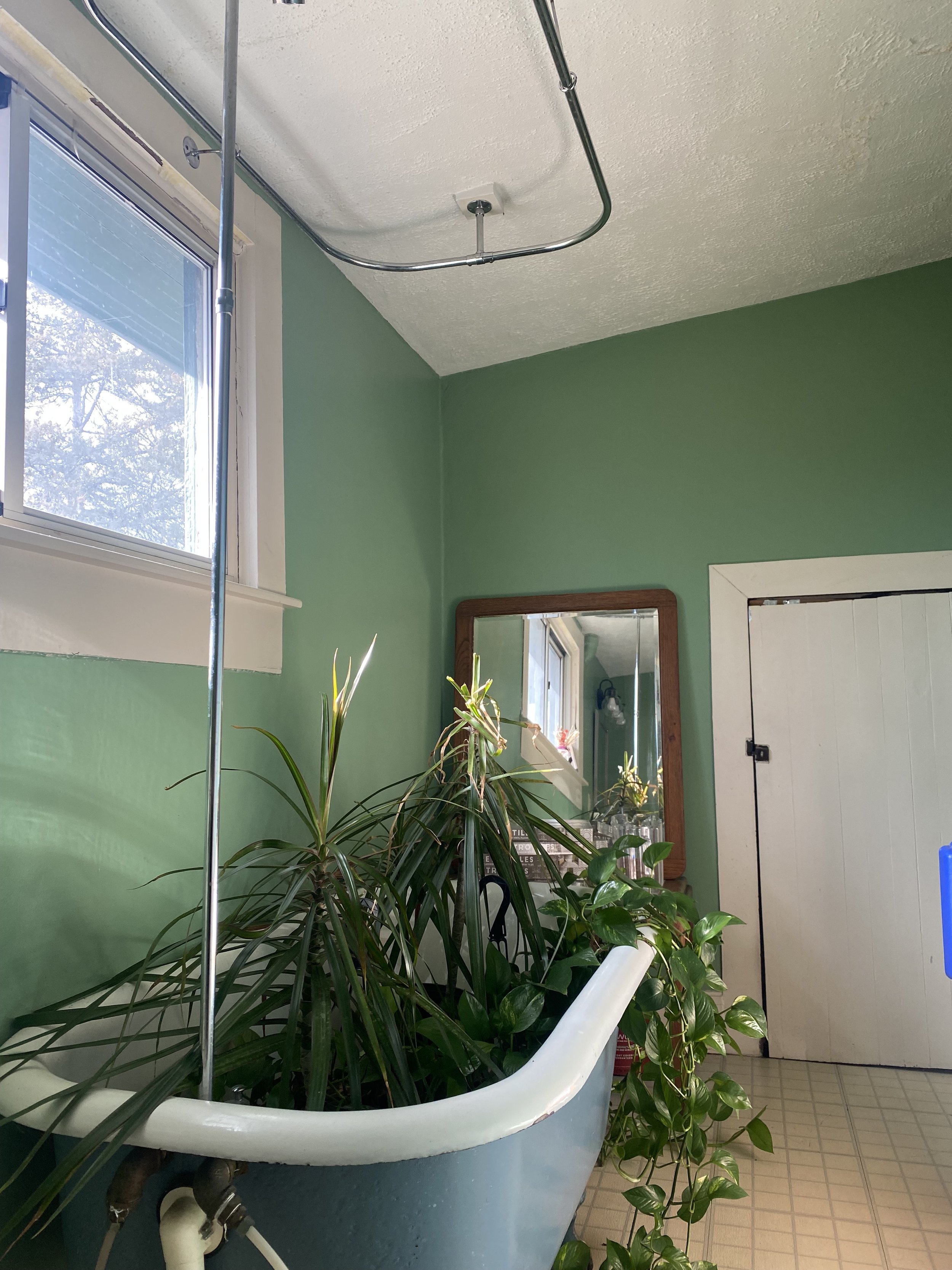 discovered a plant bathtub