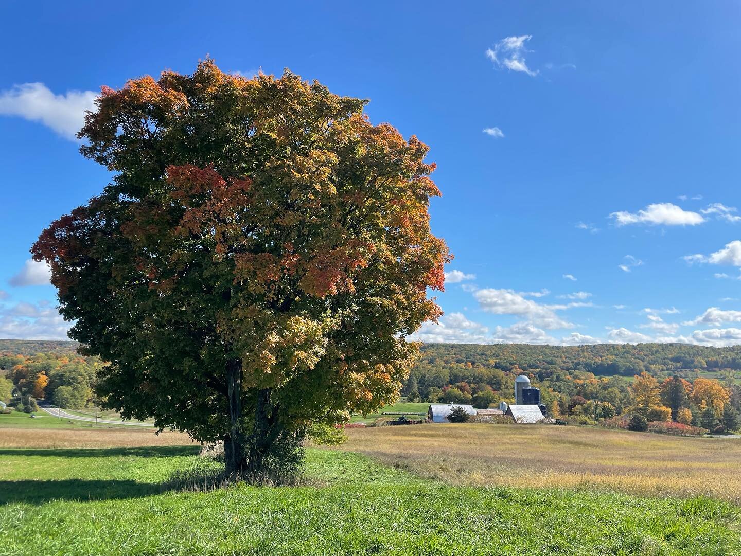 Fall has officially arrived at the farm! #regenerativeagriculture #regenerativeorganic #organicgrains #hudson valley