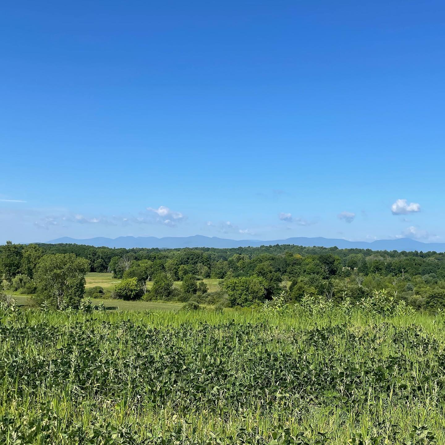 Summer greens + blues #regenerativeorganiccertified #organicgrain #hudsonvalley