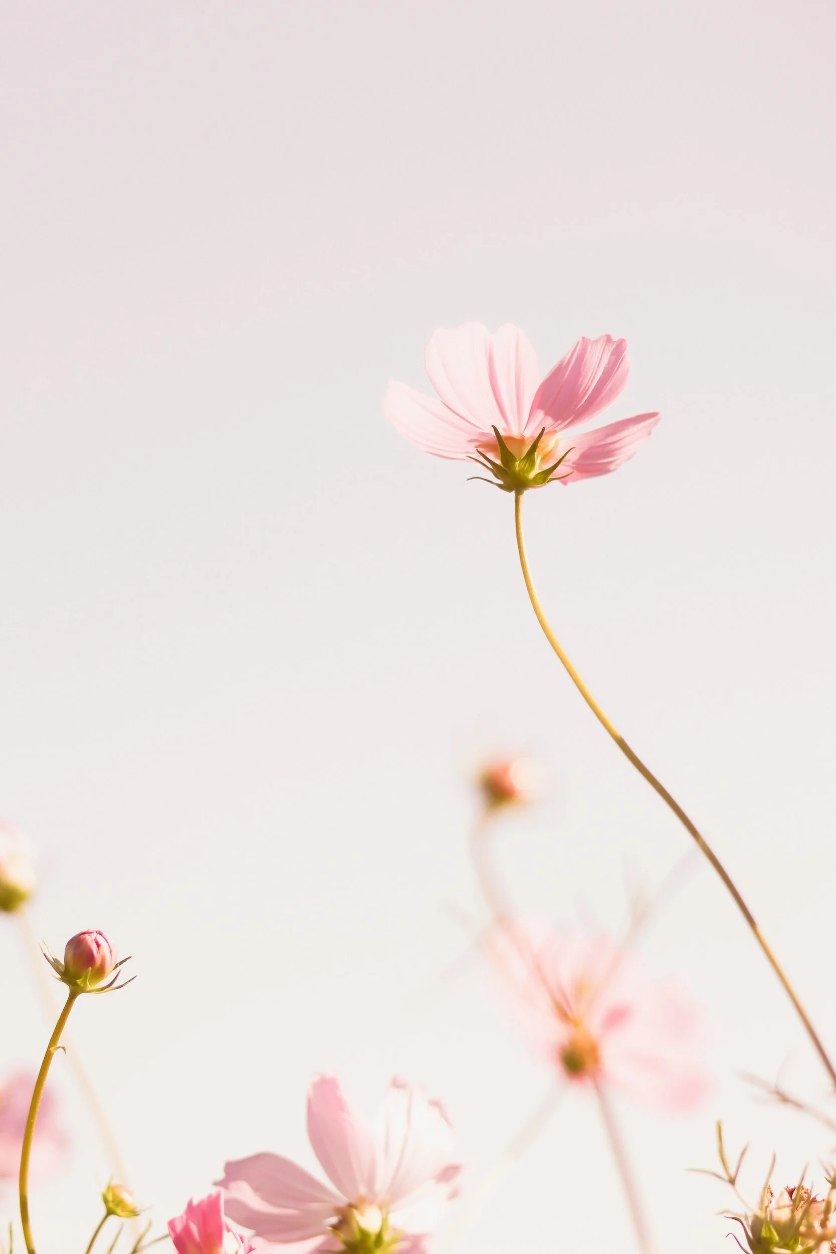 A pink flower with a green stem against a plain, light background.