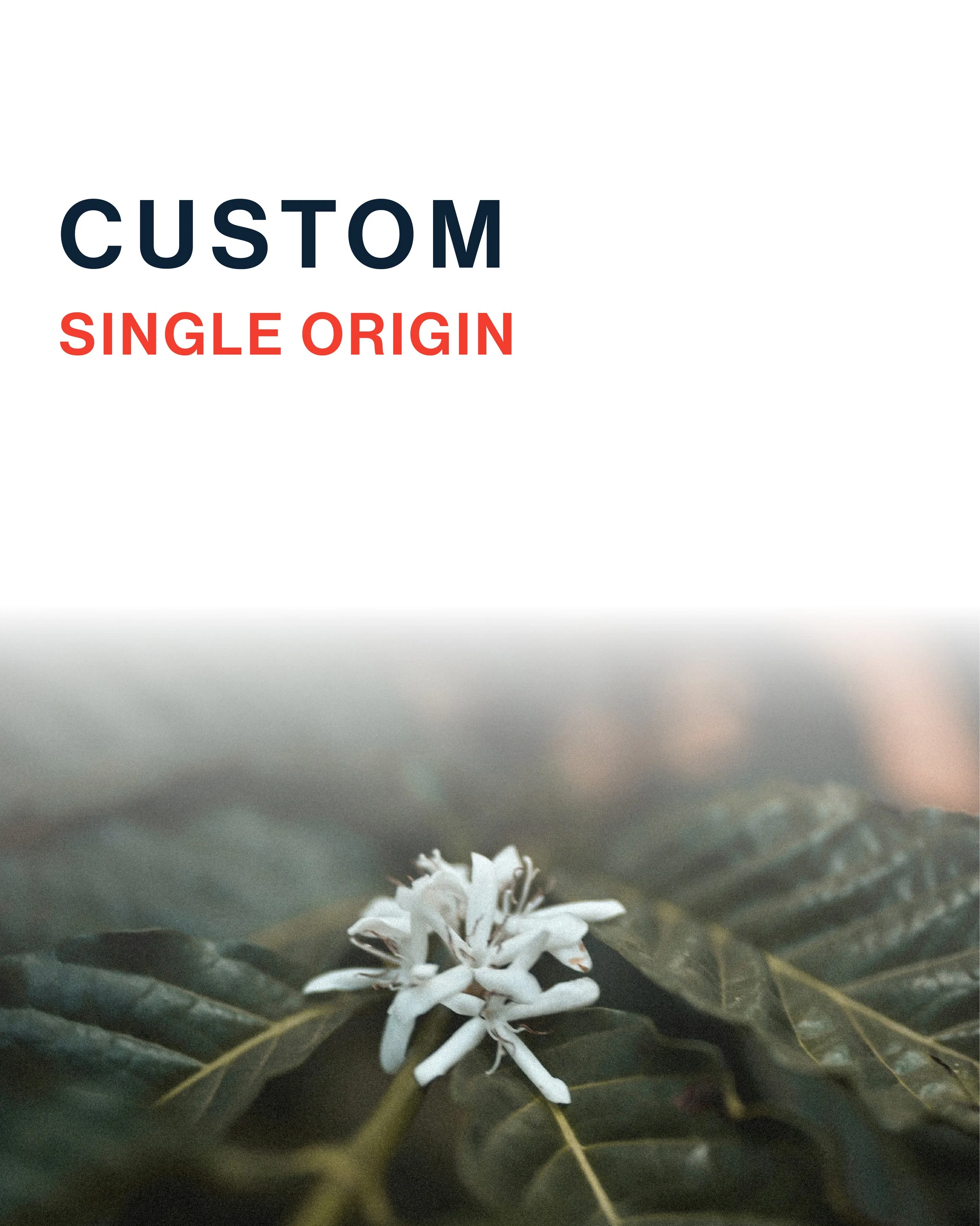 Dejima - Offering Image 08 Custom.jpg