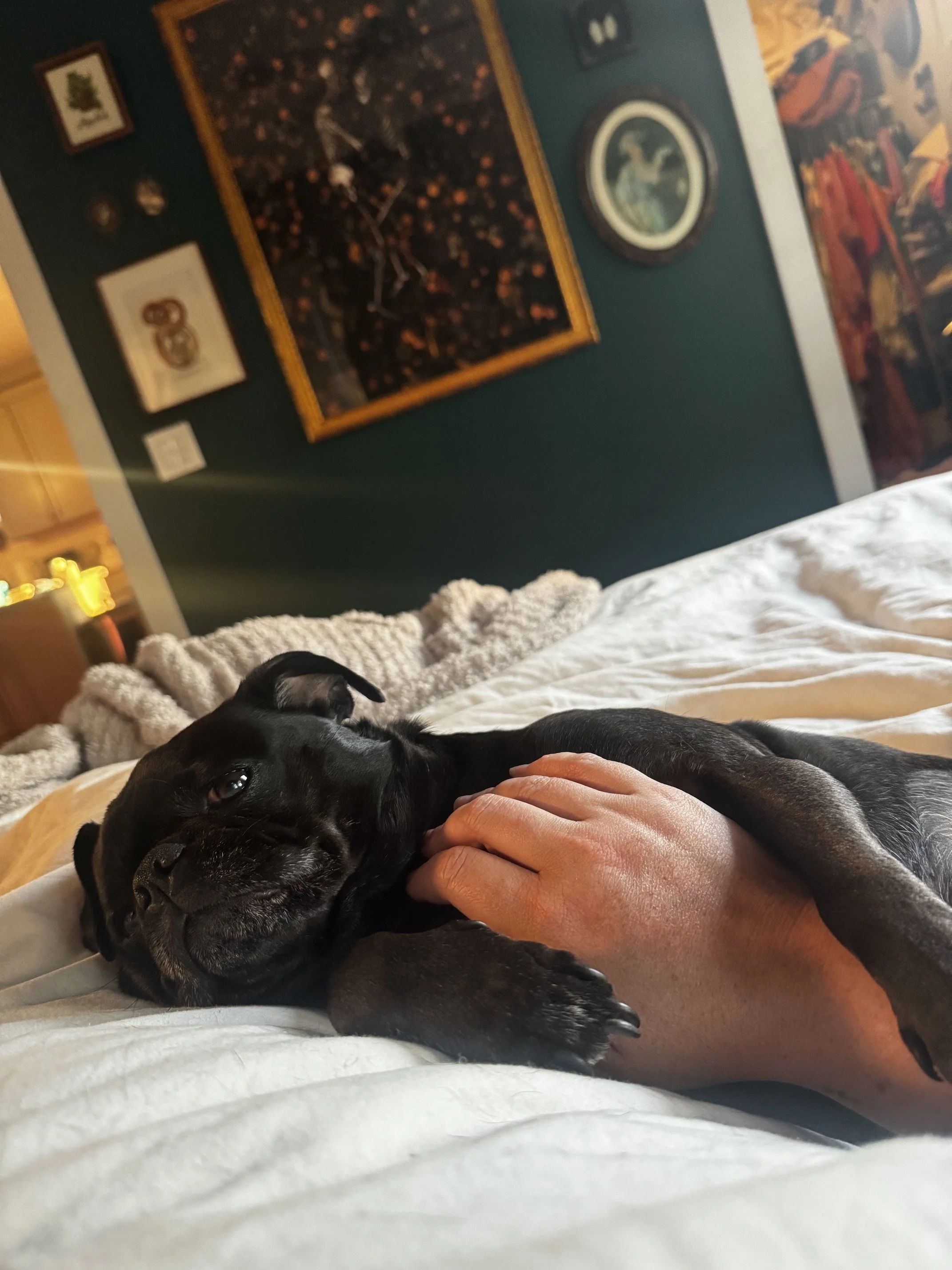 A black dog lying on a bed with a person's hand gently petting it. The dog looks relaxed and is resting its head on the bed.