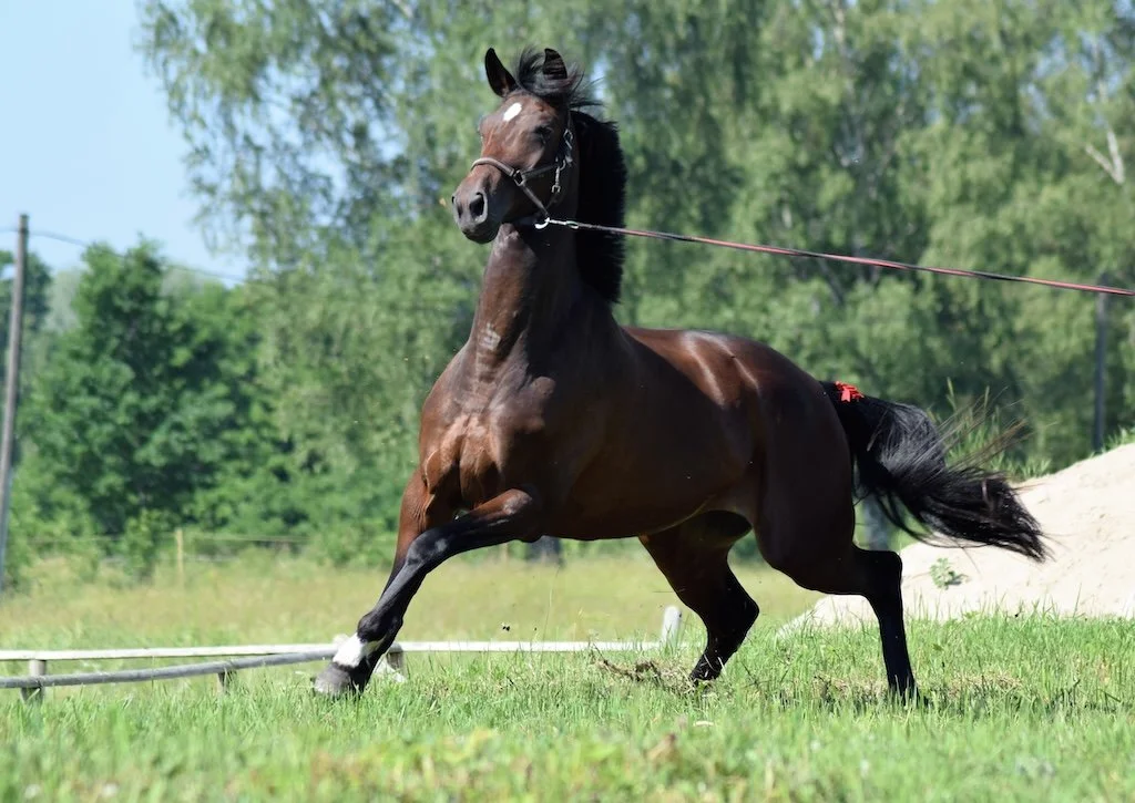 Are hypermobile horses more anxious?