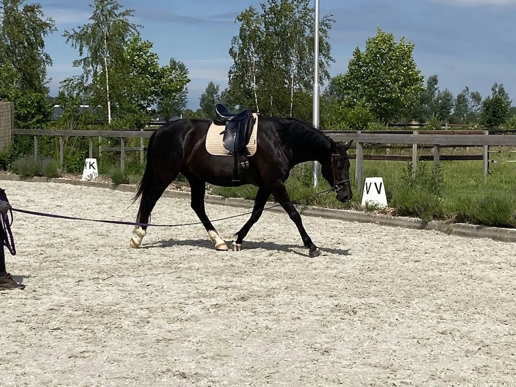 Five ways to support your horse this spring