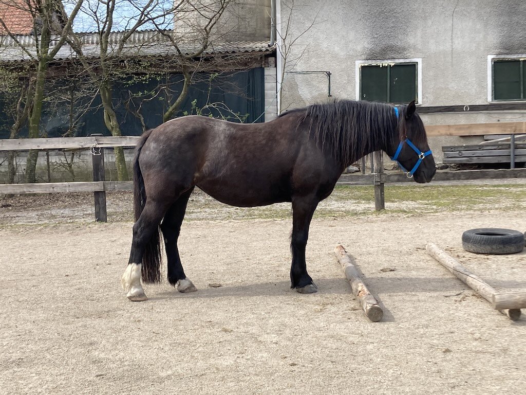 How does your horse rest?